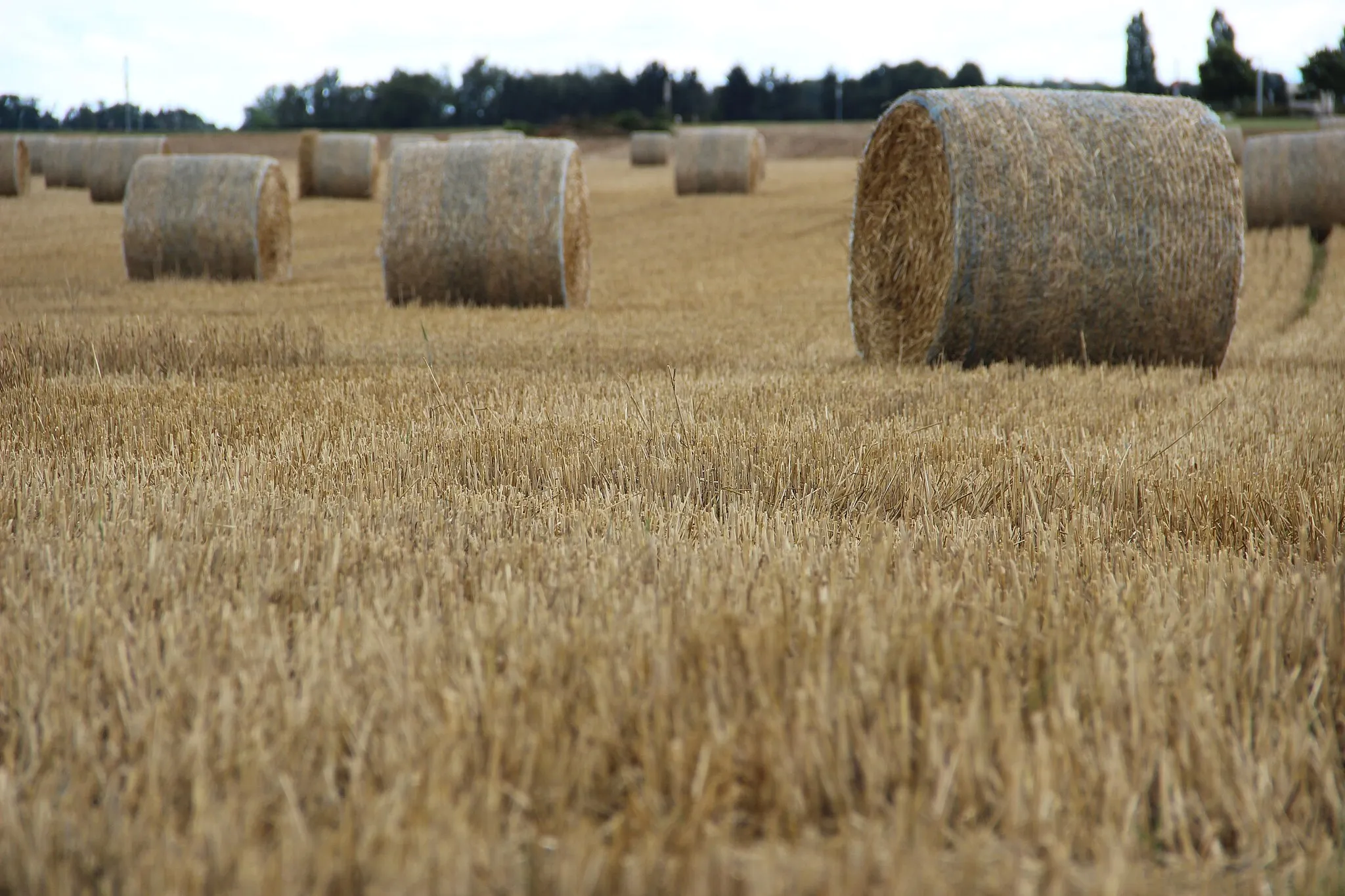 Photo showing: Field near Avusy