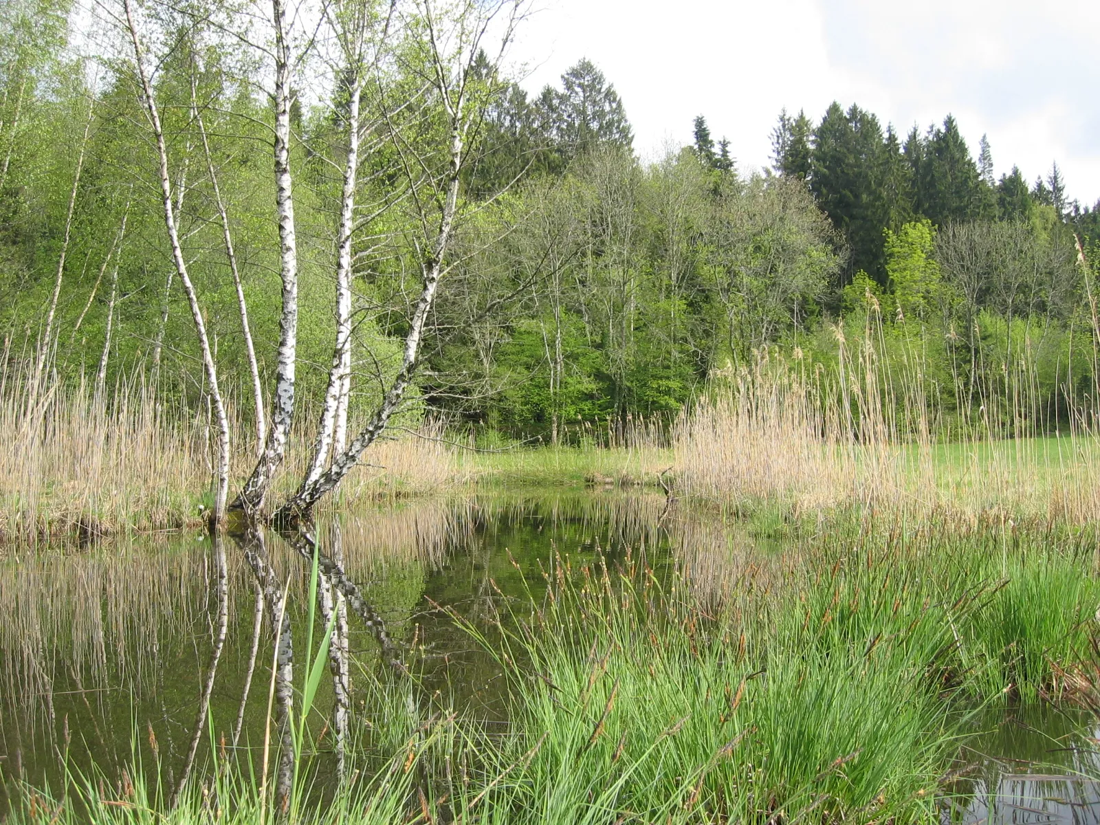 Photo showing: Petit étang en forêt de Géovreisset
