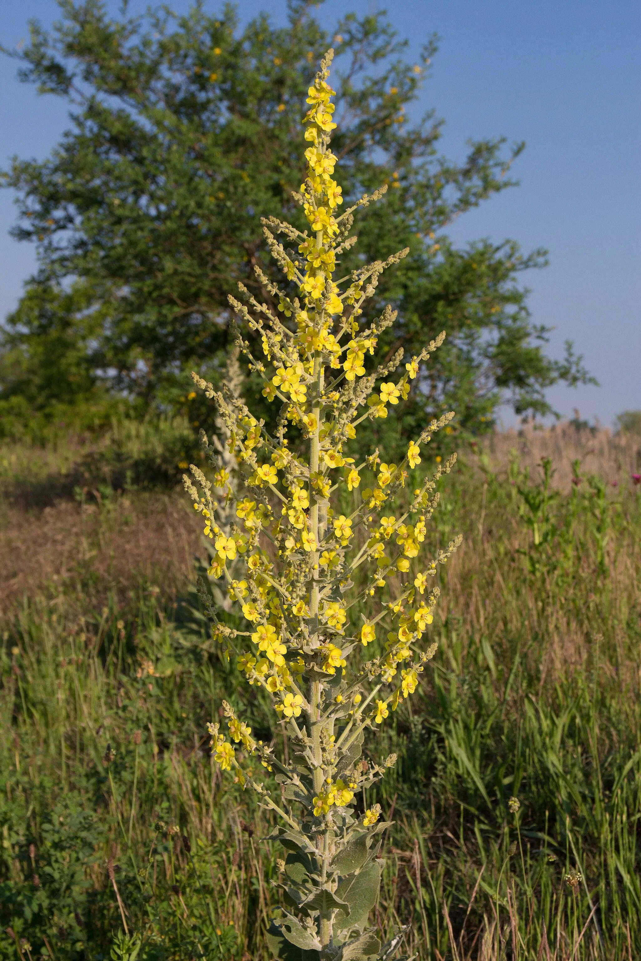 Photo showing: Molène pulvérulente en fleurs sur la berge du Rhône, Cordon, Réserve Naturelle Nationale du Haut-Rhône.