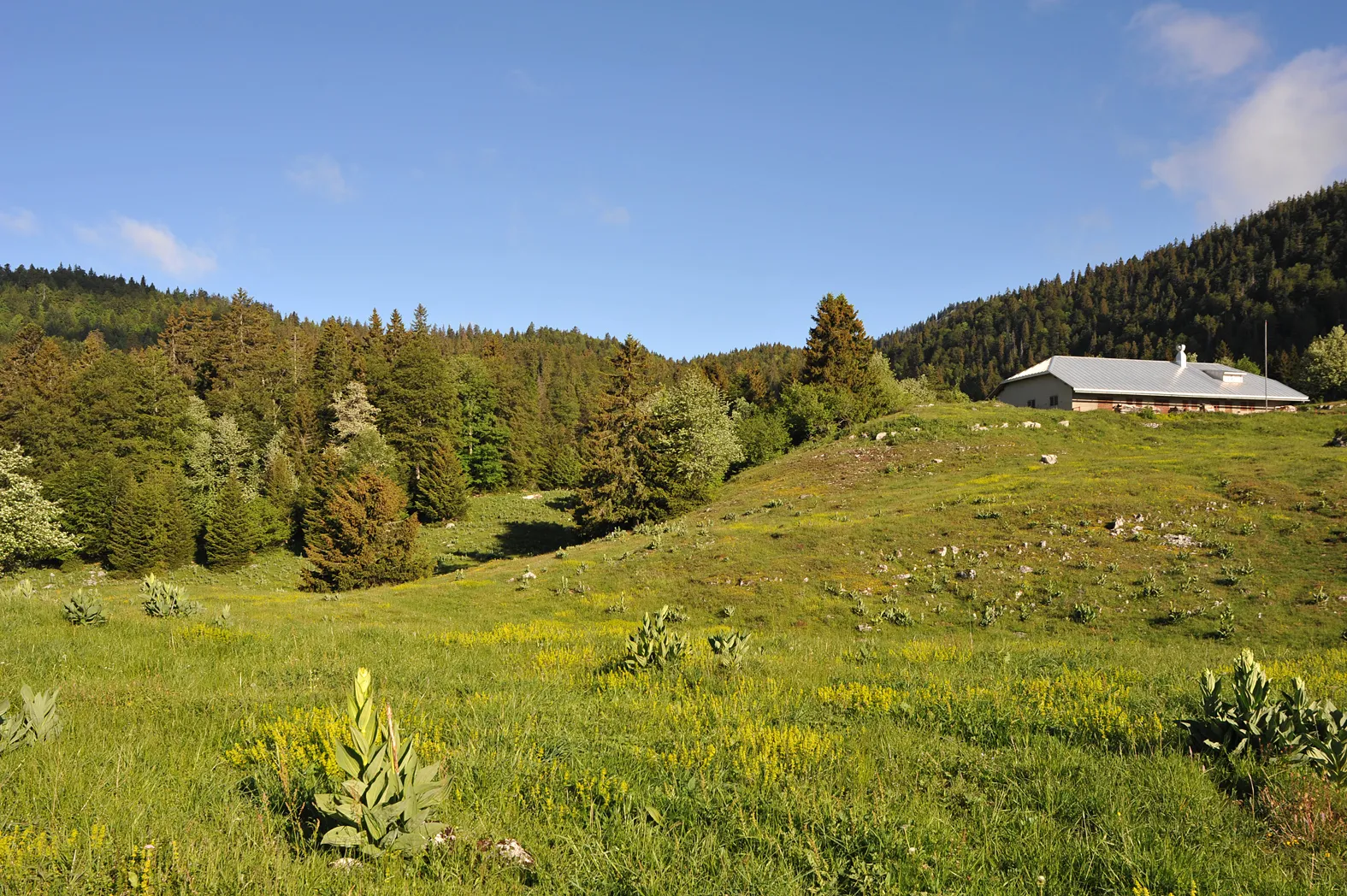 Photo showing: French-Swiss border above La Rippe; Vaud, Switzerland.
After crossing the 1400 m above sea level lying mountain range northeast of Mijoux Michel Hollard crossed here at the clearing La Combe du Faoug secretly the French-Swiss border.