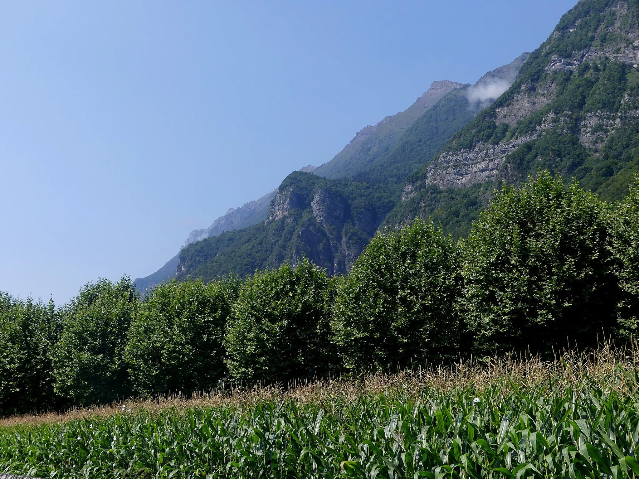 Photo showing: Sight of maize field and Platanus trees at the foot of Bauges mountains, in Montailleur, Savoie, France.