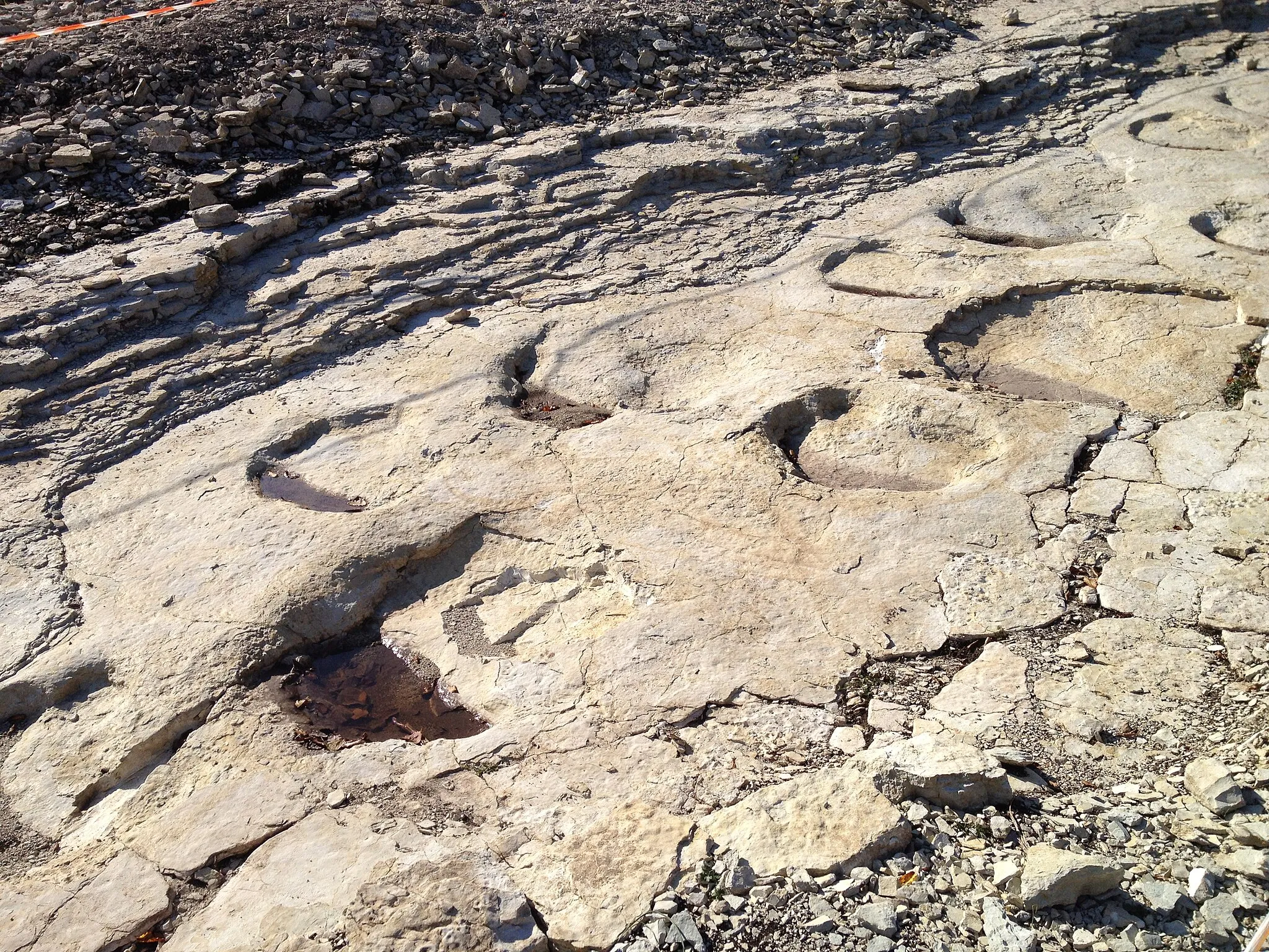 Photo showing: Empreintes fossiles de sauropodes sur la commune de Plagne (Ain), sur le site de «Dinoplagne». (Paléoichnologie)