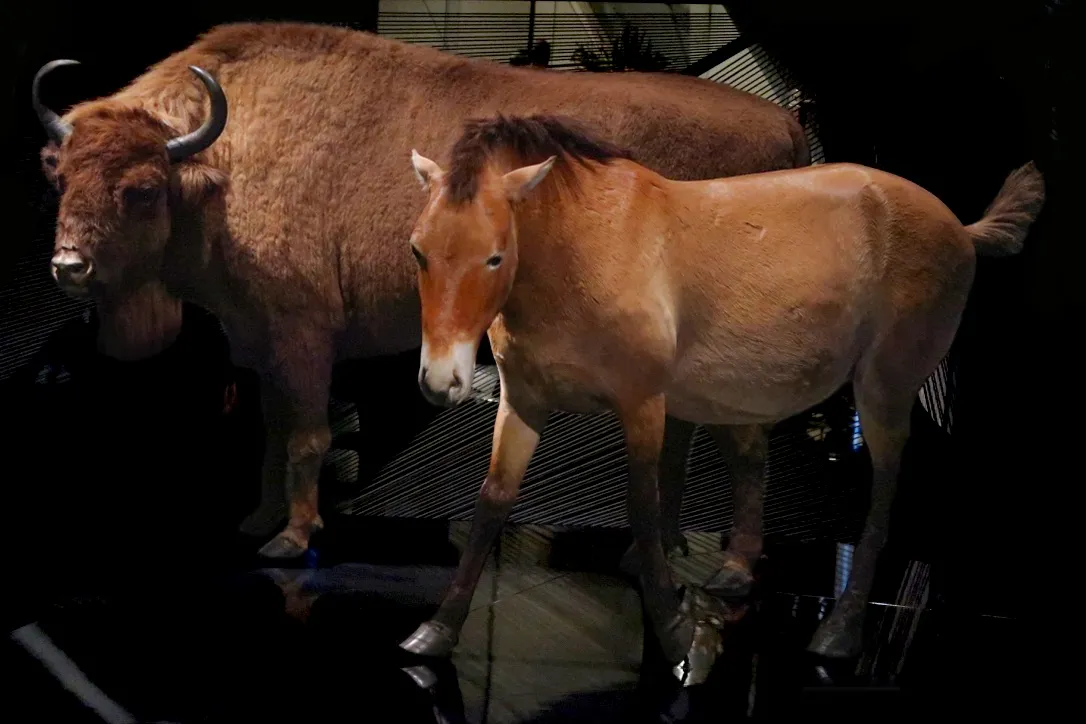 Photo showing: European bison and Przewalski's horse: reintroduction into the wild of endangered species. Taxidermy.