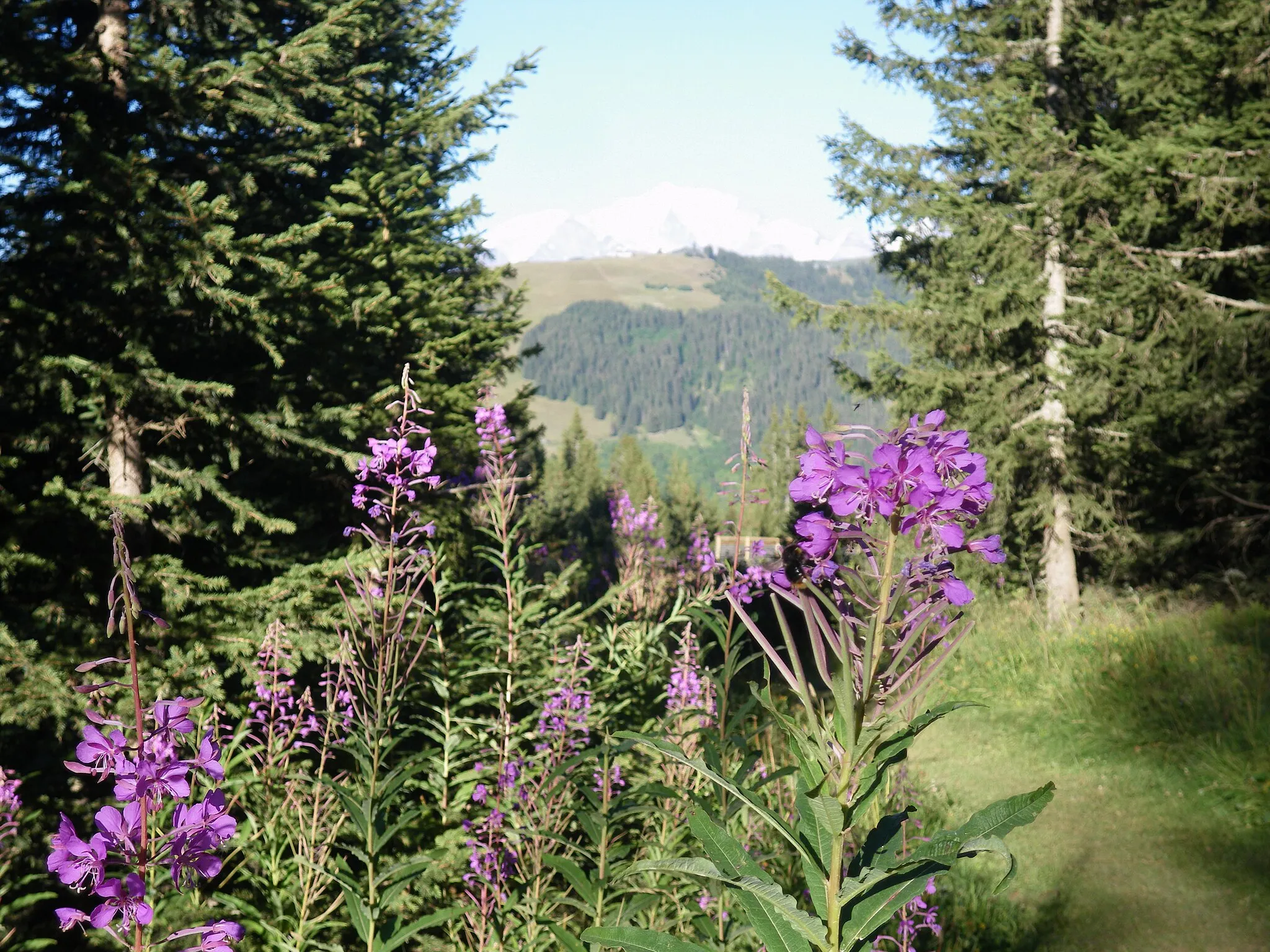 Photo showing: alentours du mont lachat