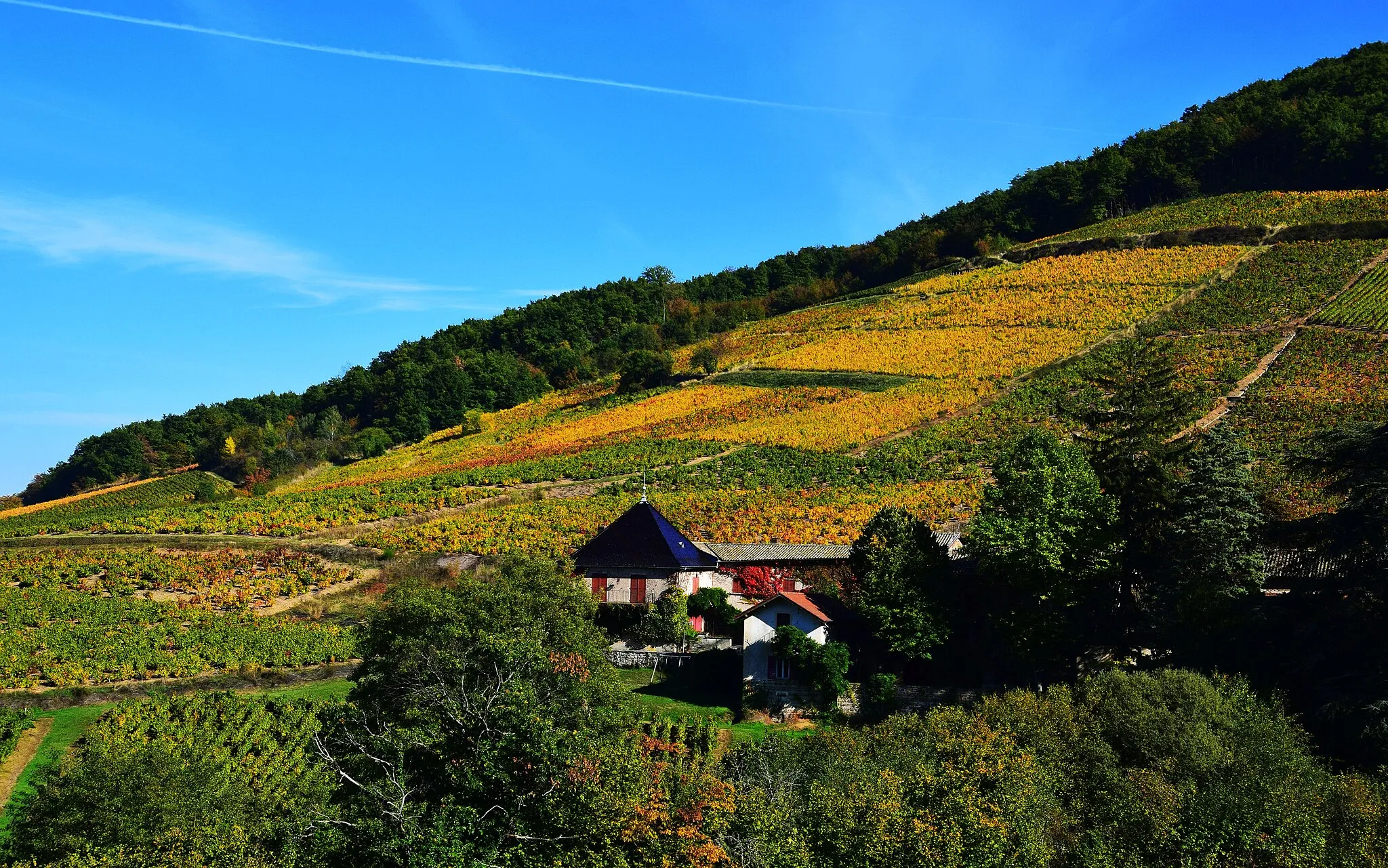 Photo showing: Automne  sur le mont Brouilly 69