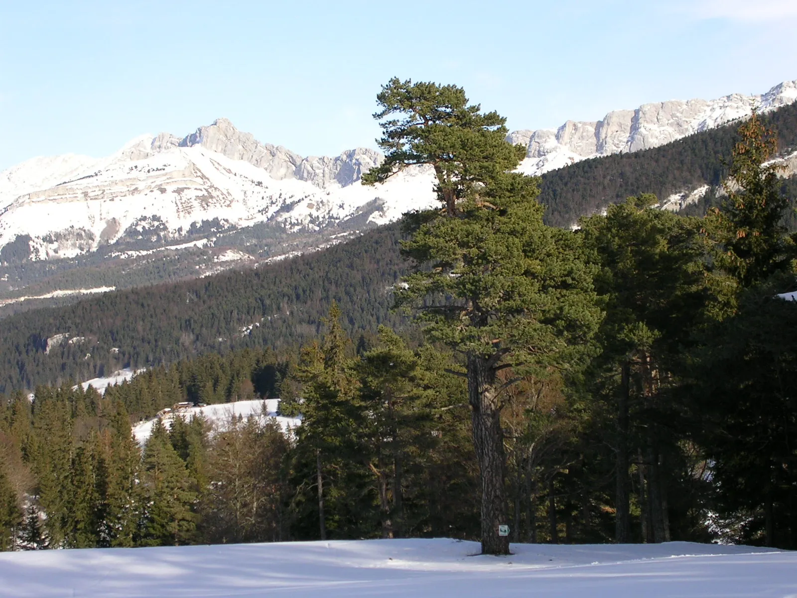 Photo showing: my own photograph

This is not the Moucherotte but Roc Cornafion (left of the pine)