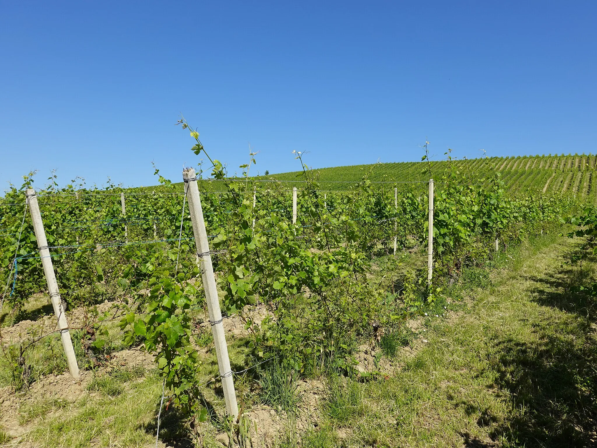 Photo showing: Vignoble @ Lully @ Bernex