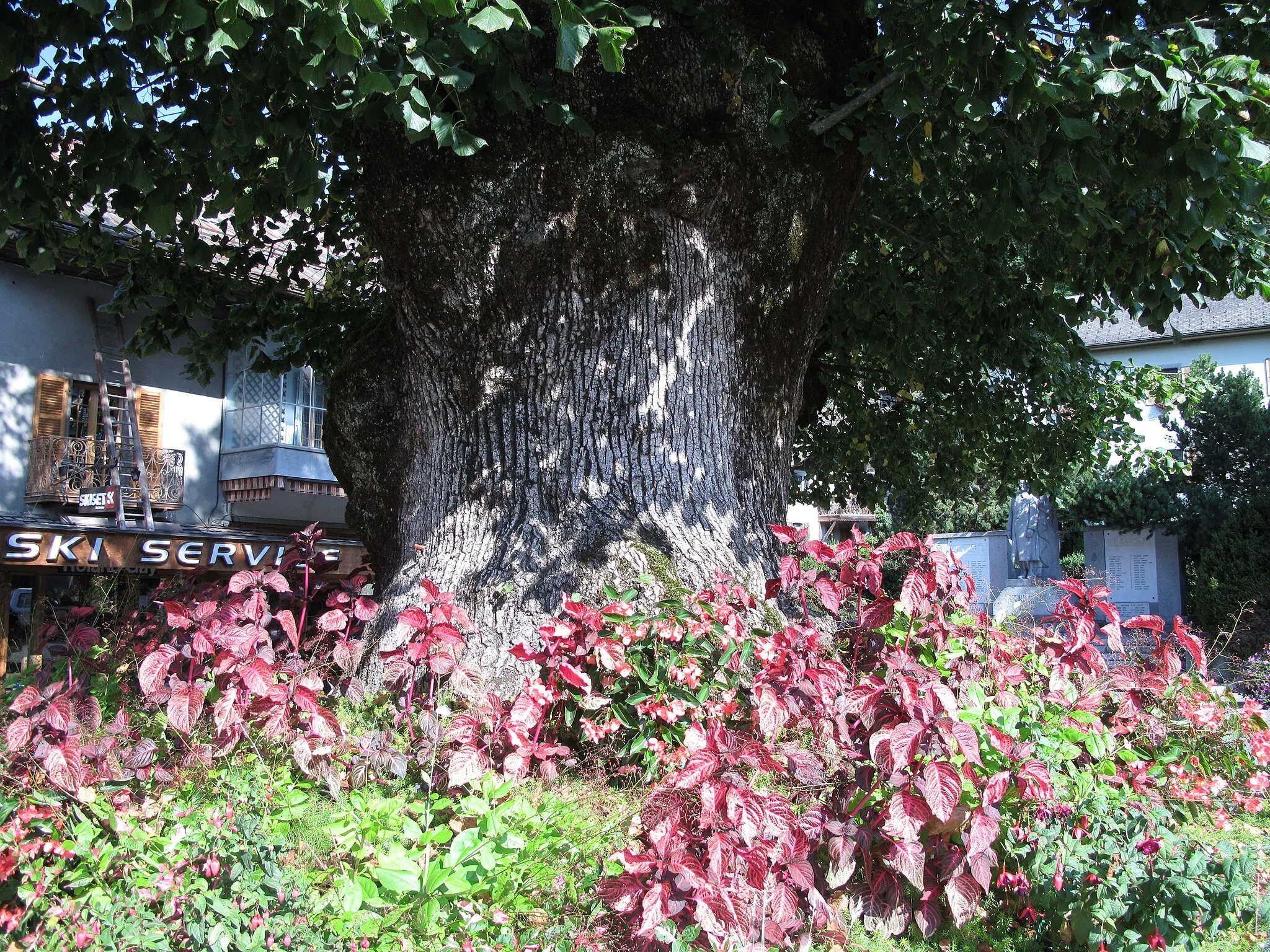 Photo showing: The "Gros Tilleul" (=Large lime tree) in Samoëns (Haute-Savoie, France).