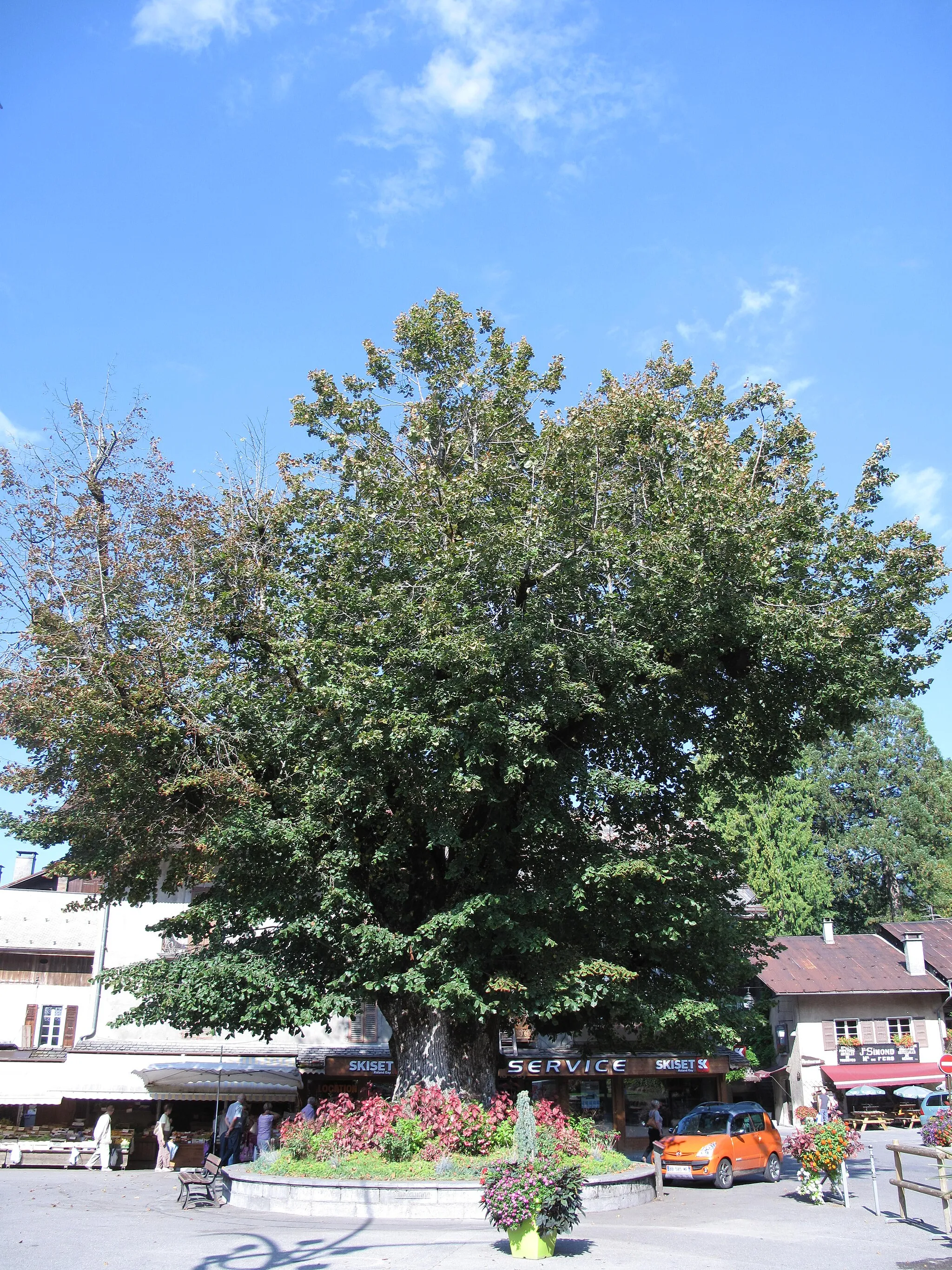 Photo showing: The "Gros Tilleul" (=Large lime tree) in Samoëns (Haute-Savoie, France).