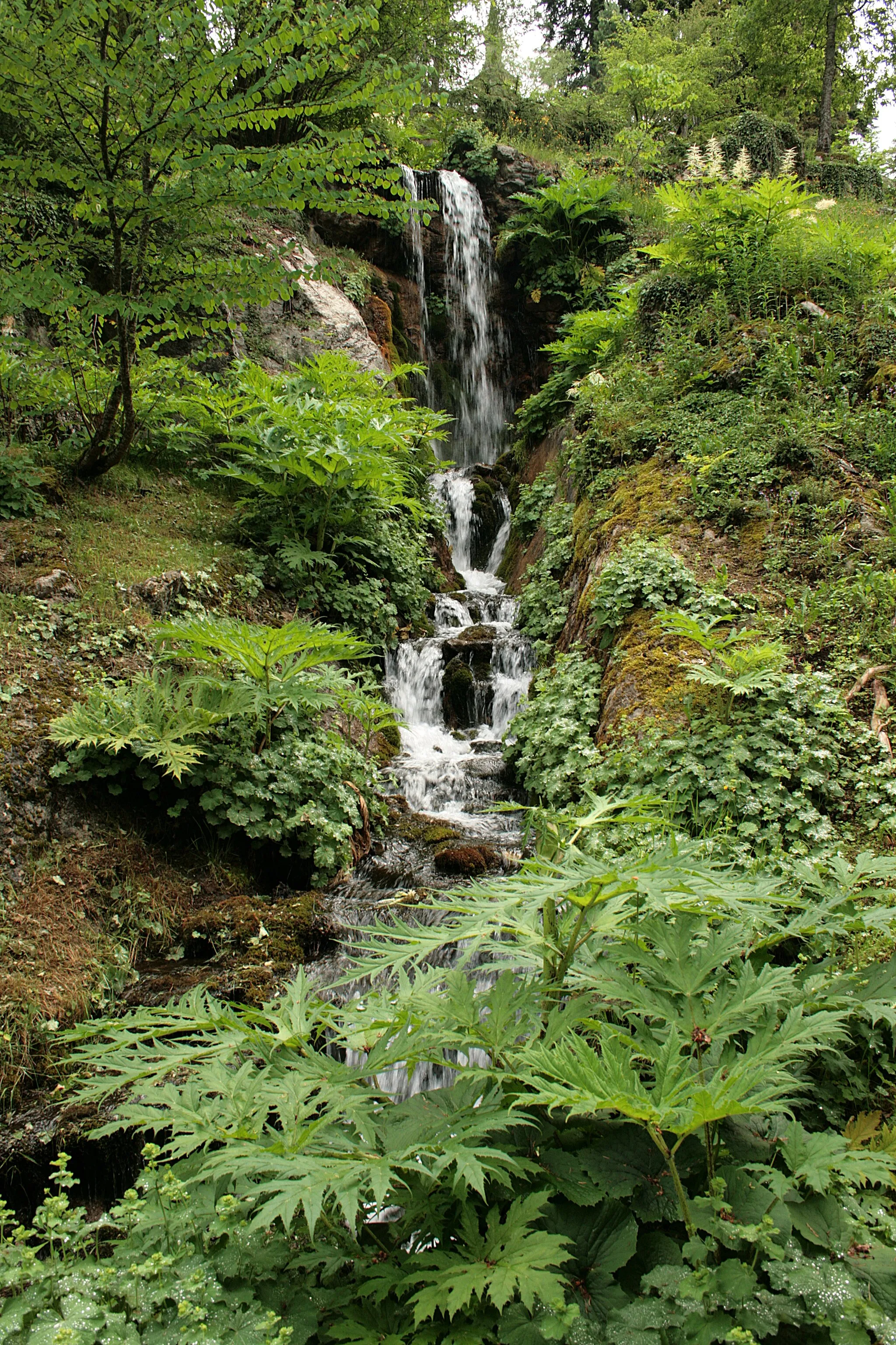 Photo showing: Waterfall surrounded by Giant hogweeds of the Jaÿsinia in Samoëns (France).