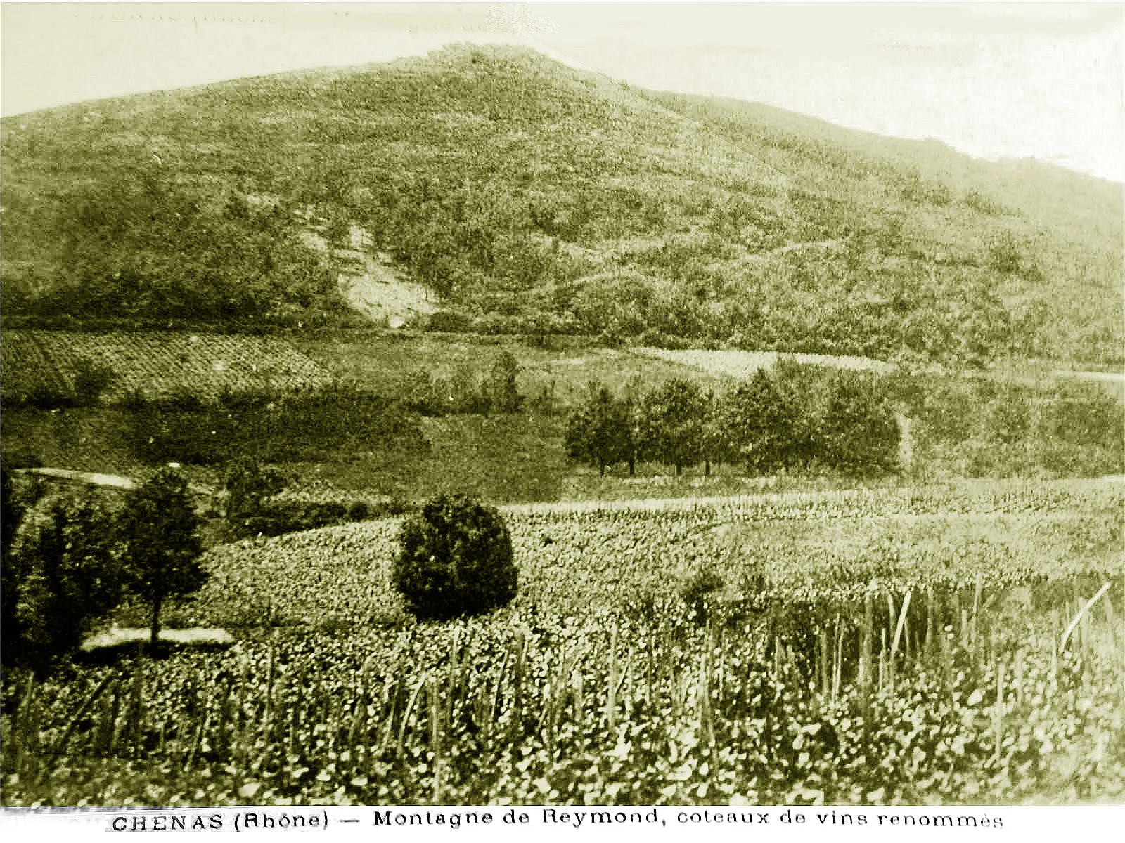 Photo showing: Vignoble de Chénas au début du XXe siècle