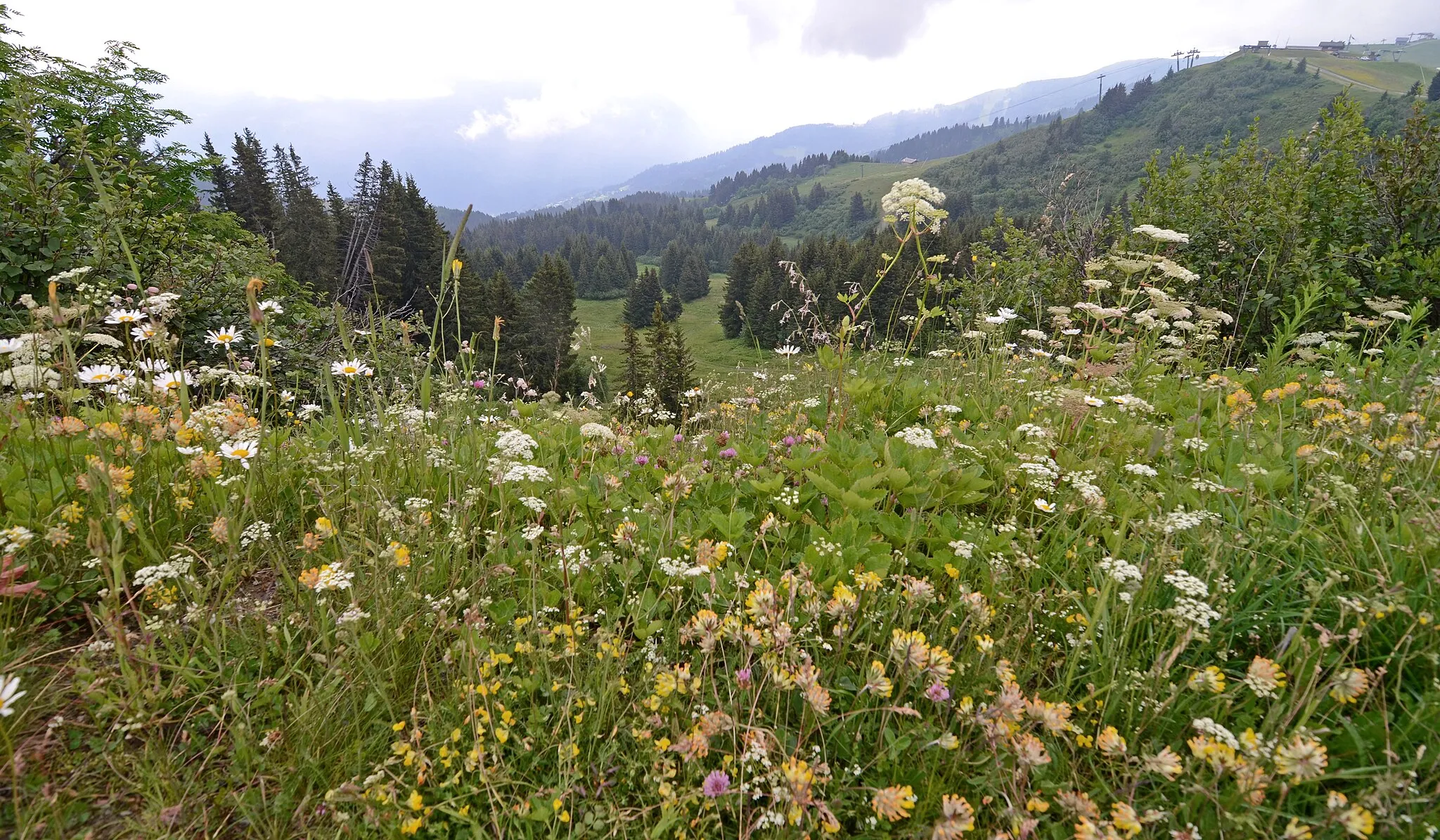 Photo showing: Les Pistes de Combloux, à l'été