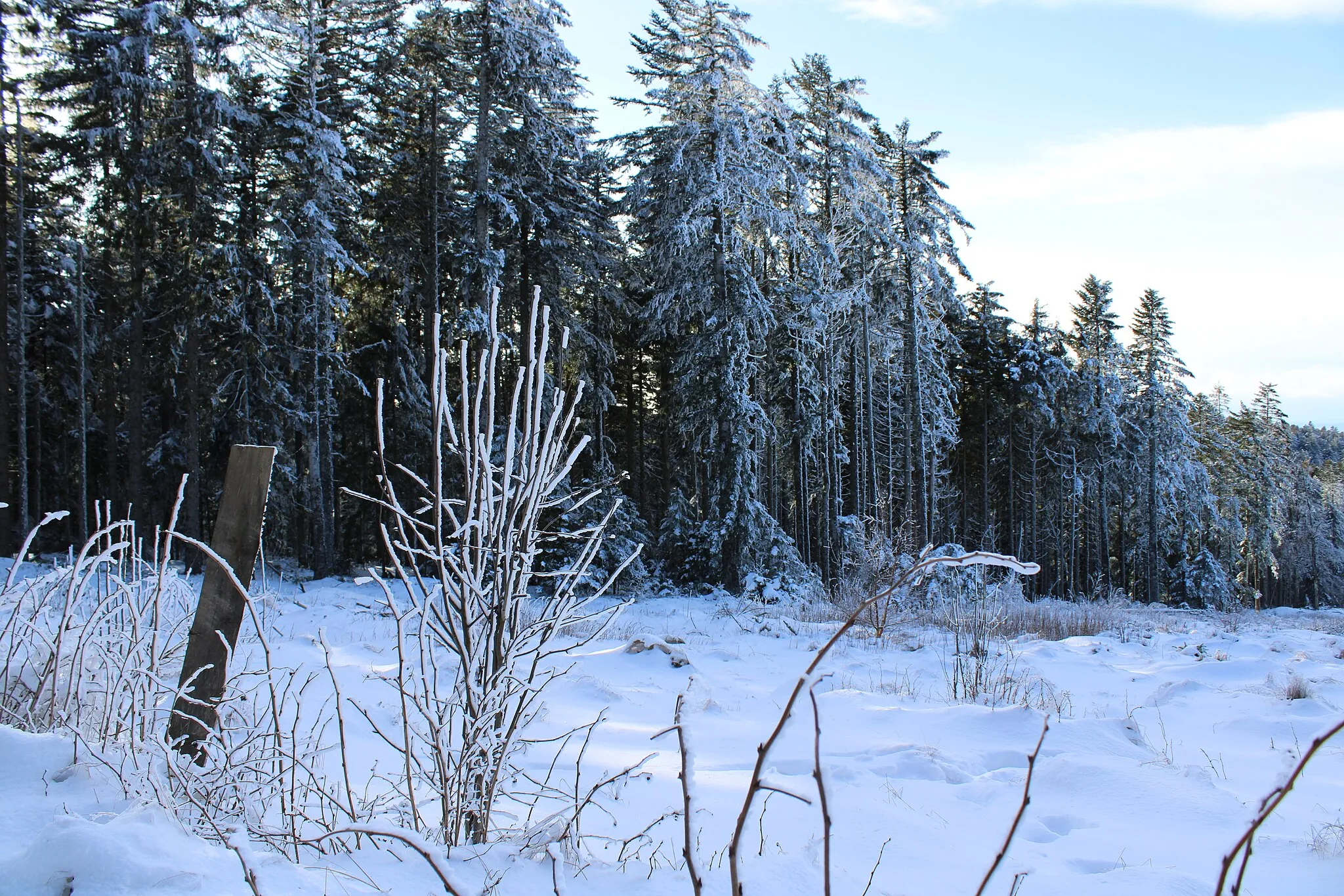 Photo showing: Forêts et landes en hiver au cœur du domaine nordique des monts du Pilat, à proximité du Bessat, dans la Loire, en France.