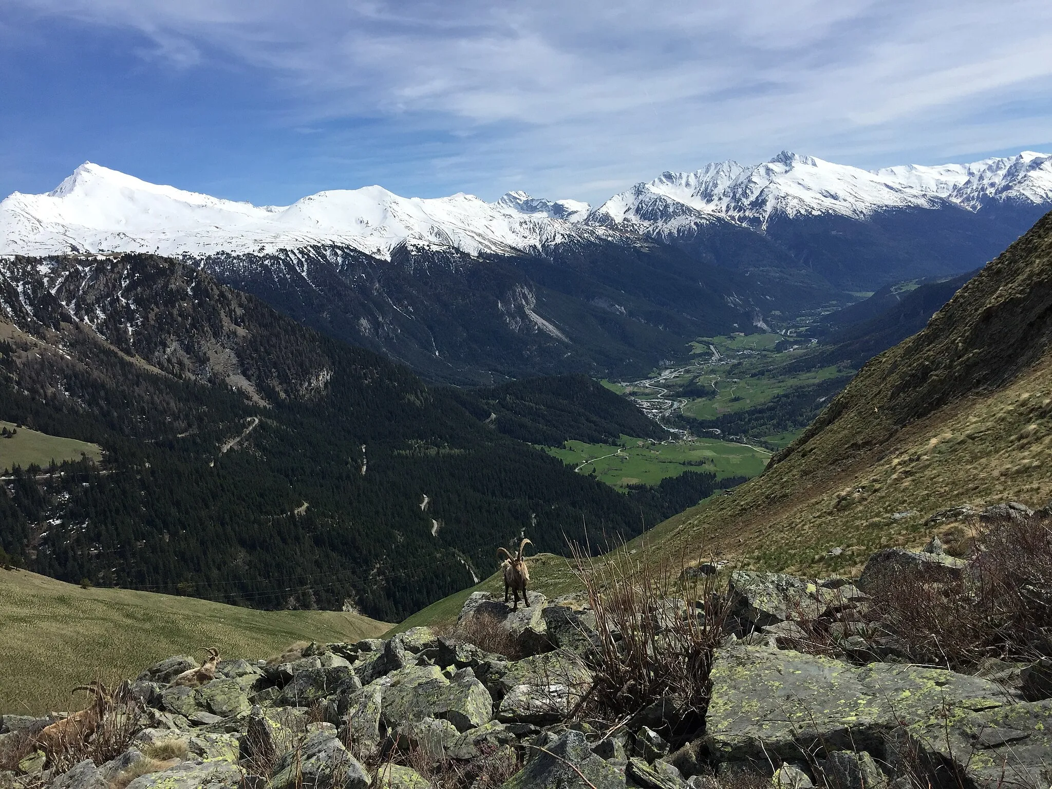 Photo showing: Cône de déjection de Sollieres-Termignon avec un groupe de bouquetins en premier plan et le massif du Mont-Cenis en fond