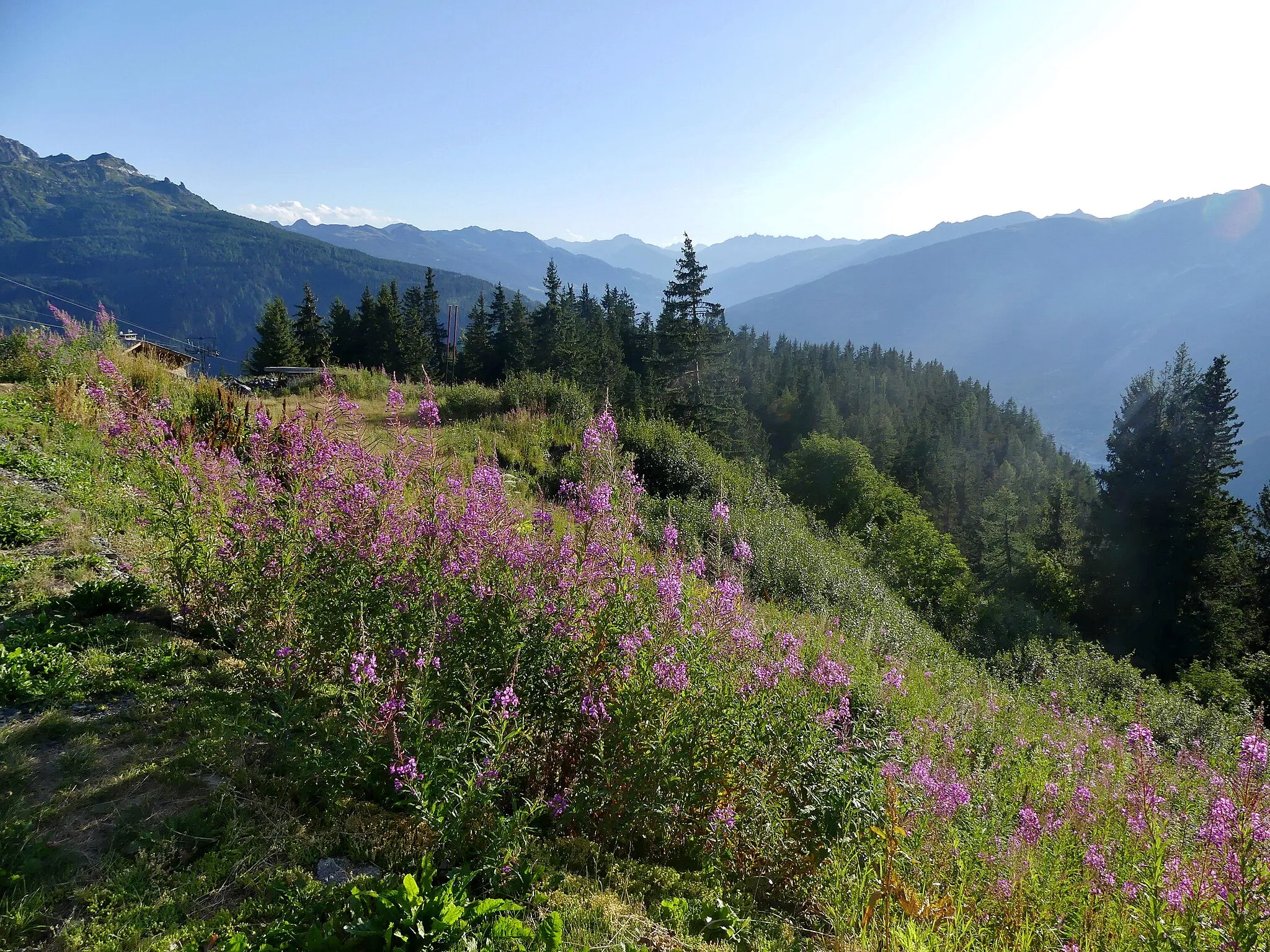 Photo showing: Sight, in a summer evening, of the flowered slopes of La Rosière resort, on the heights of the Tarentaise valley visible at the background, in Savoie, France.