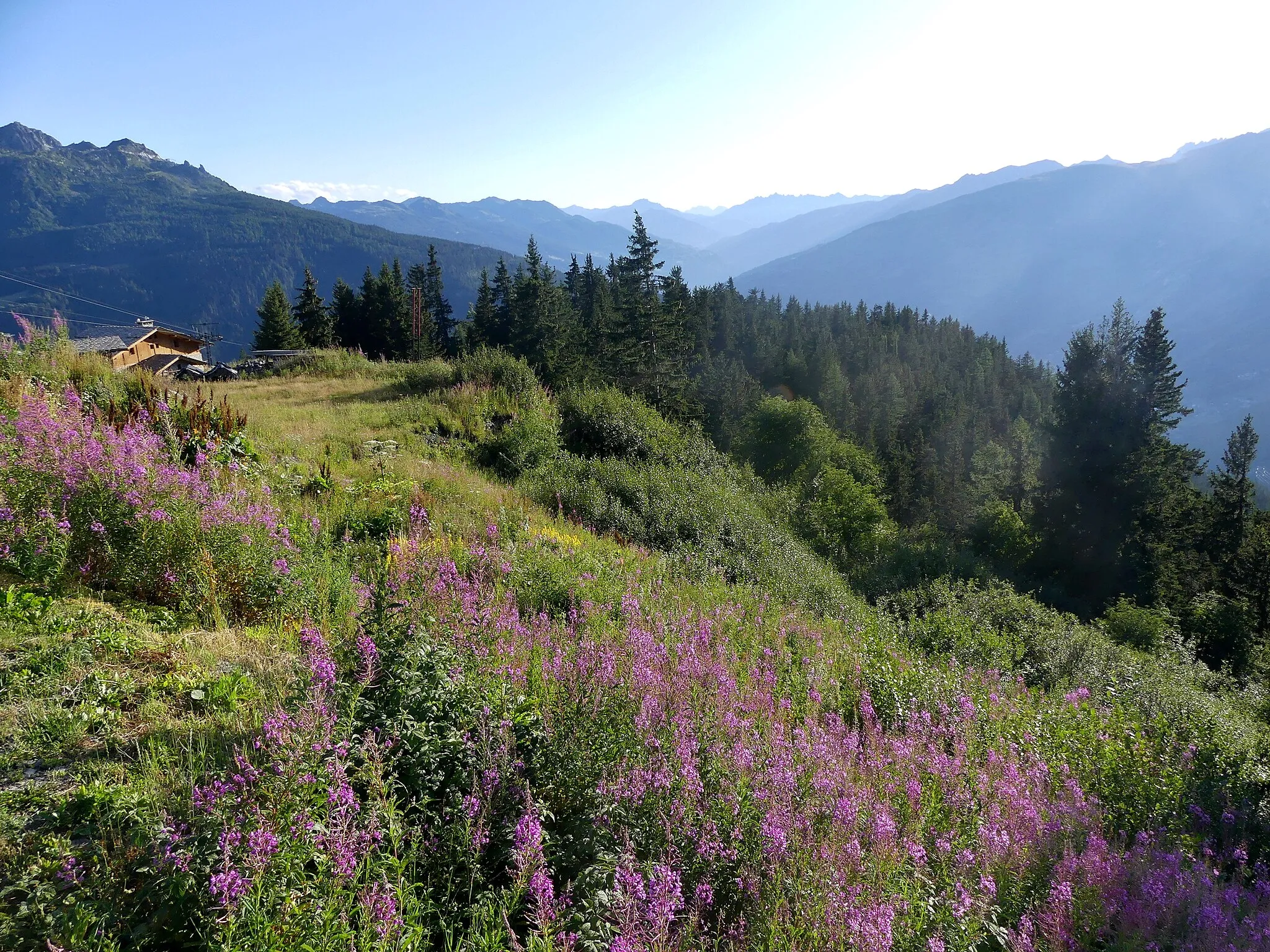 Photo showing: Sight, in a summer evening, of the flowered slopes of La Rosière resort, on the heights of the Tarentaise valley visible at the background, in Savoie, France.
