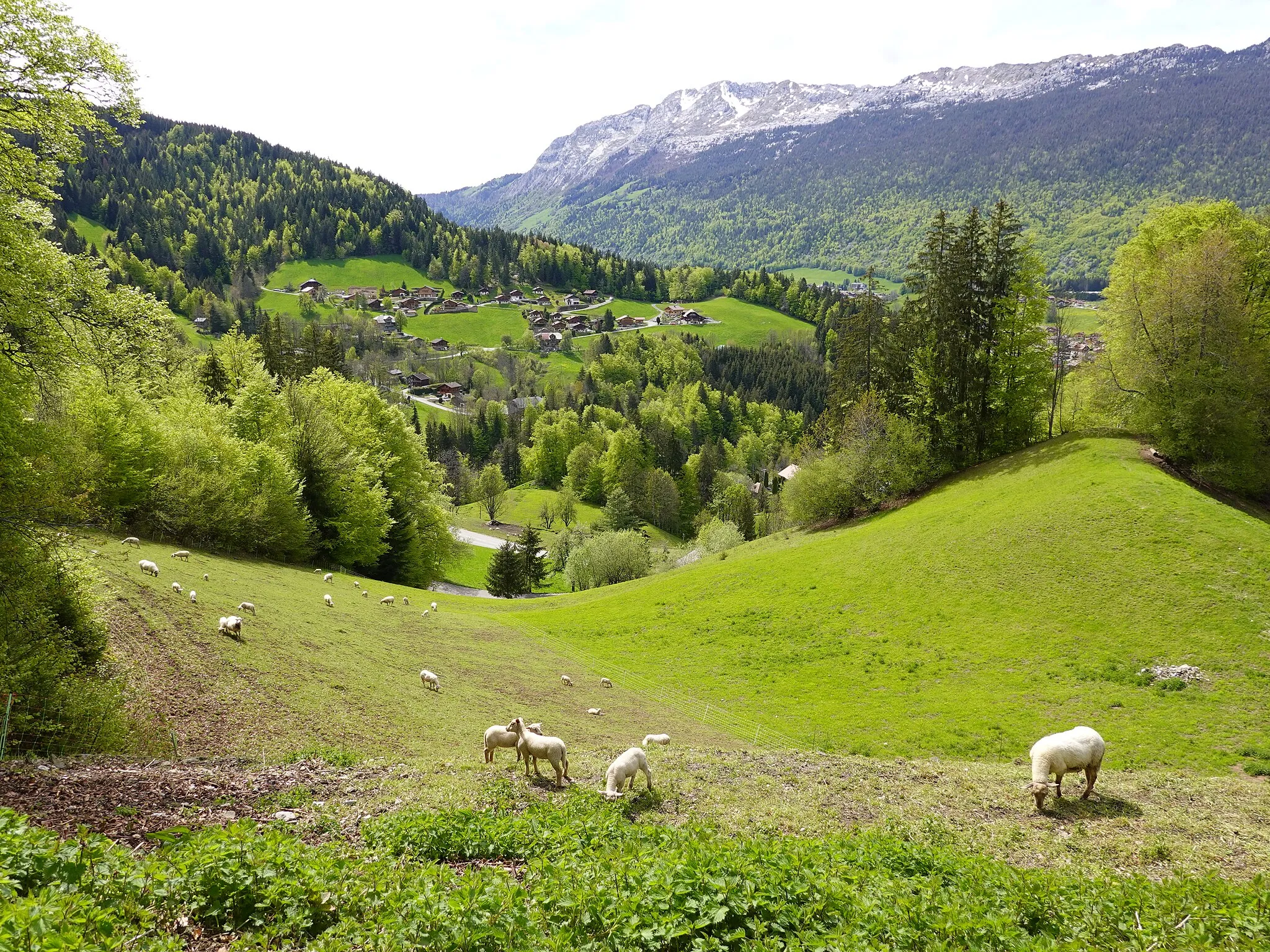 Photo showing: Mouton @ Hameau de Mont Durand @ Saint-Jean-de-Sixt