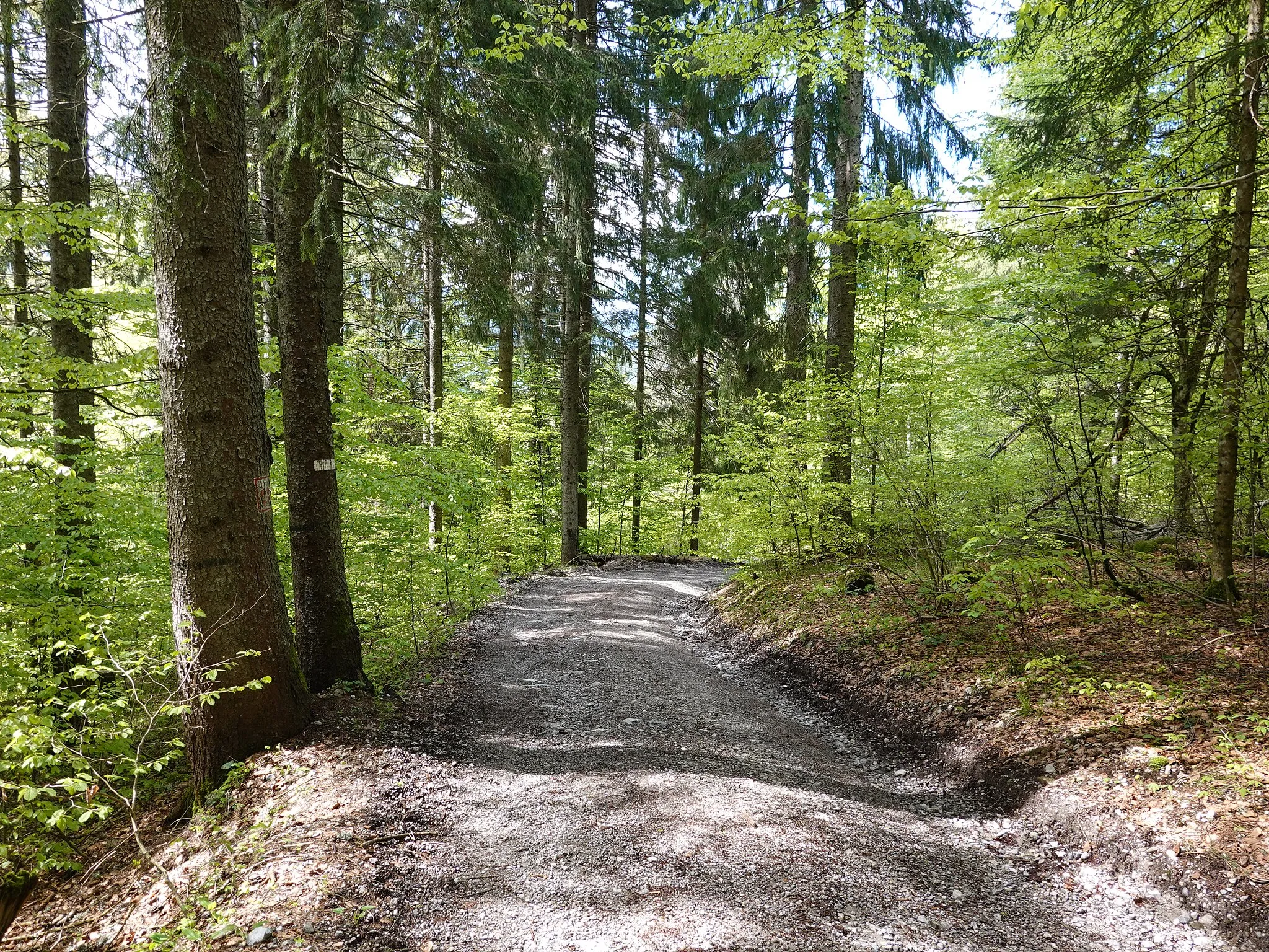 Photo showing: Route forestière @ Saint-Jean-de-Sixt