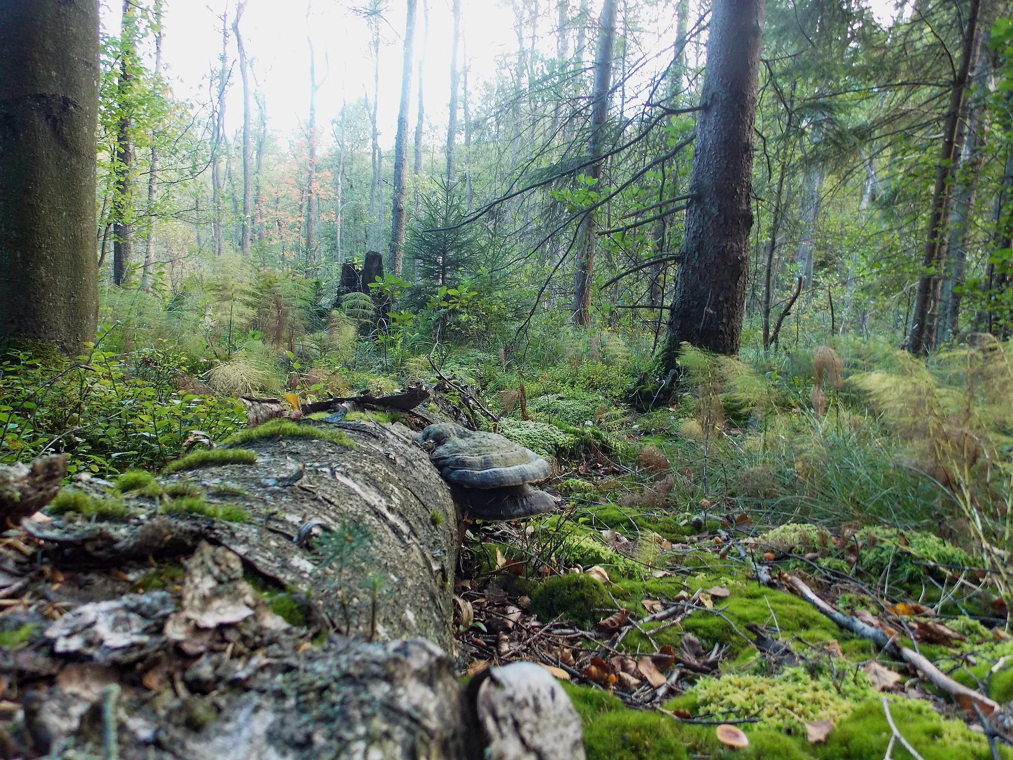 Photo showing: NSG Buchen- und Bruchwälder bei Einsiedelei und Apollmicke (Kreis Olpe, NRW)