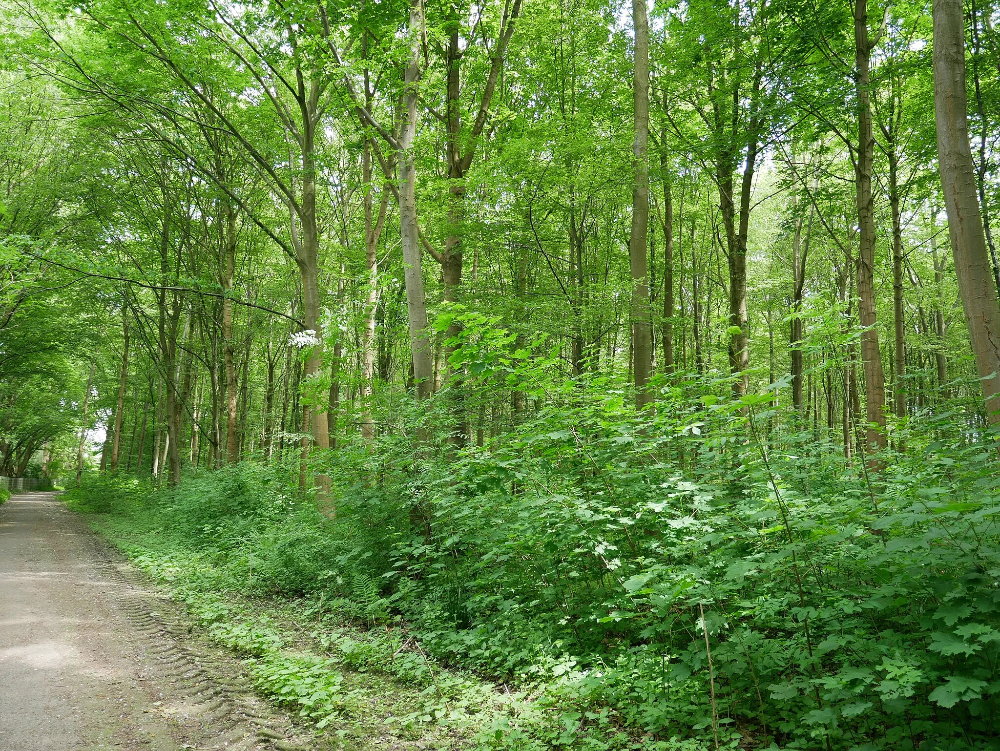 Photo showing: Dortmund Landschaftsschutzgebiet Waldfläche am Hauptfriedhof