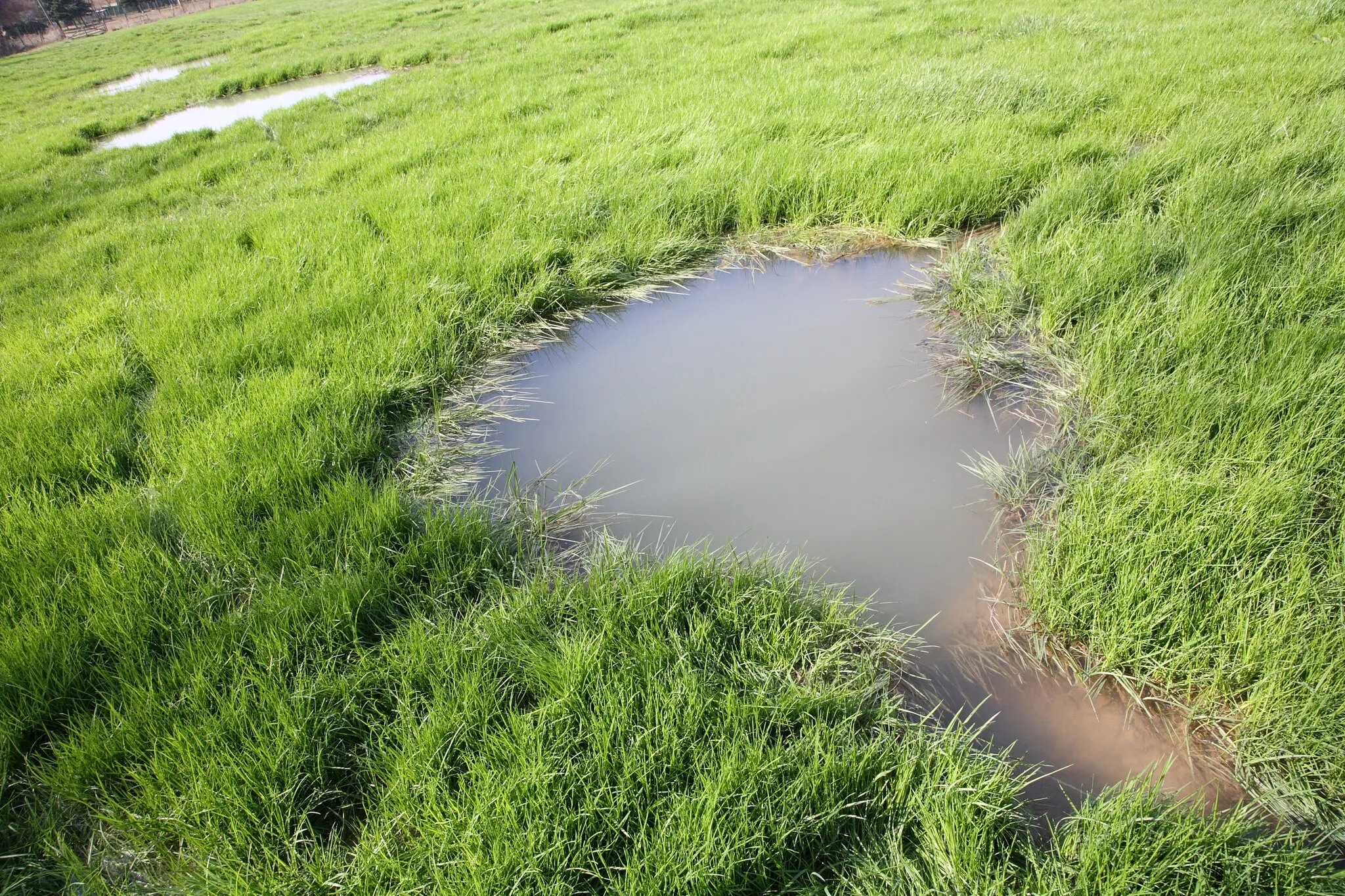 Photo showing: Small karst spring, emerging in grassland only. The spring's unfiltered, clayish, wheathered debris is gradually layering cones with the grass on top.