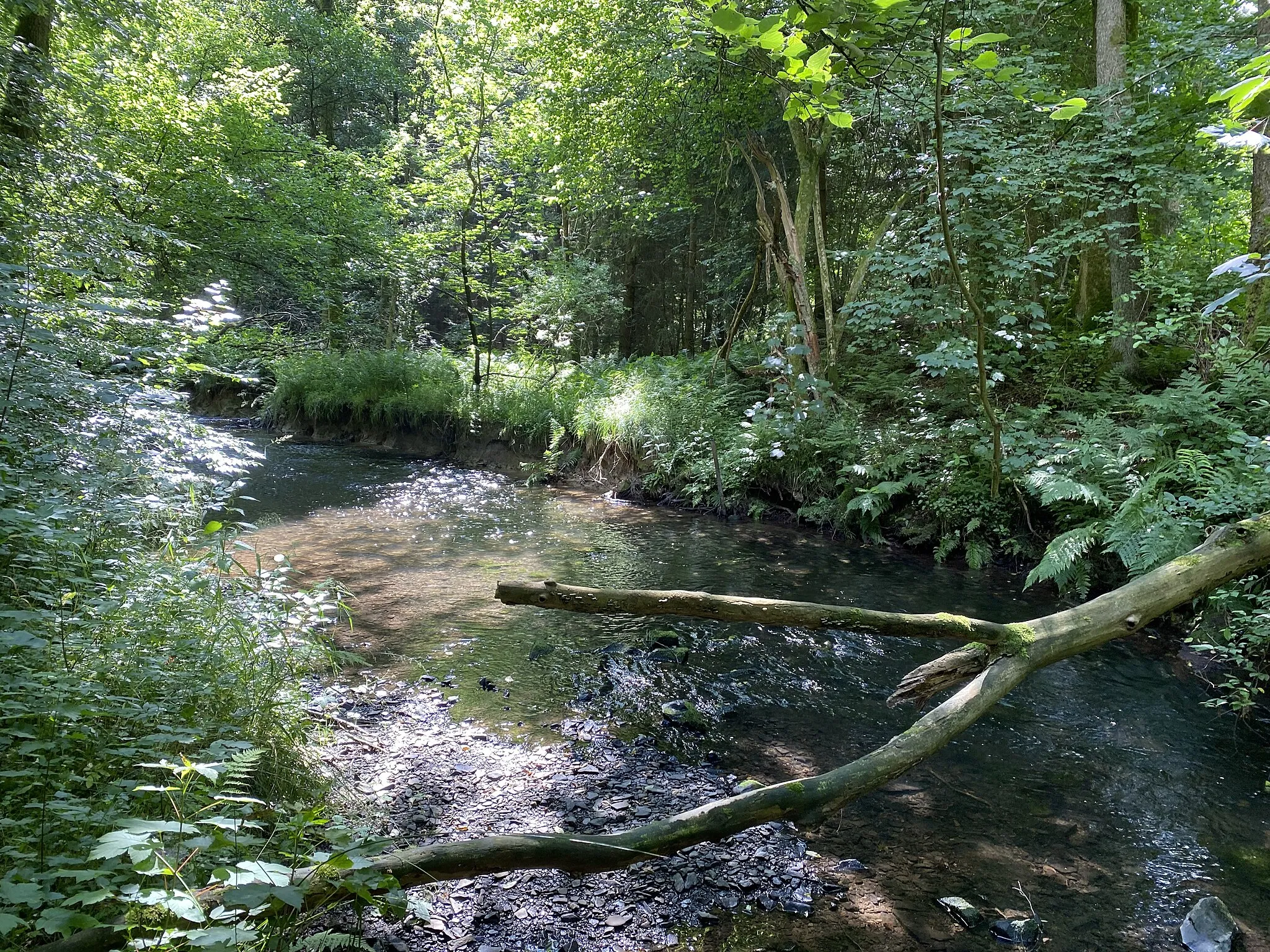 Photo showing: Wipper im Naturschutzgebiet Wupperaue bei Gogarten