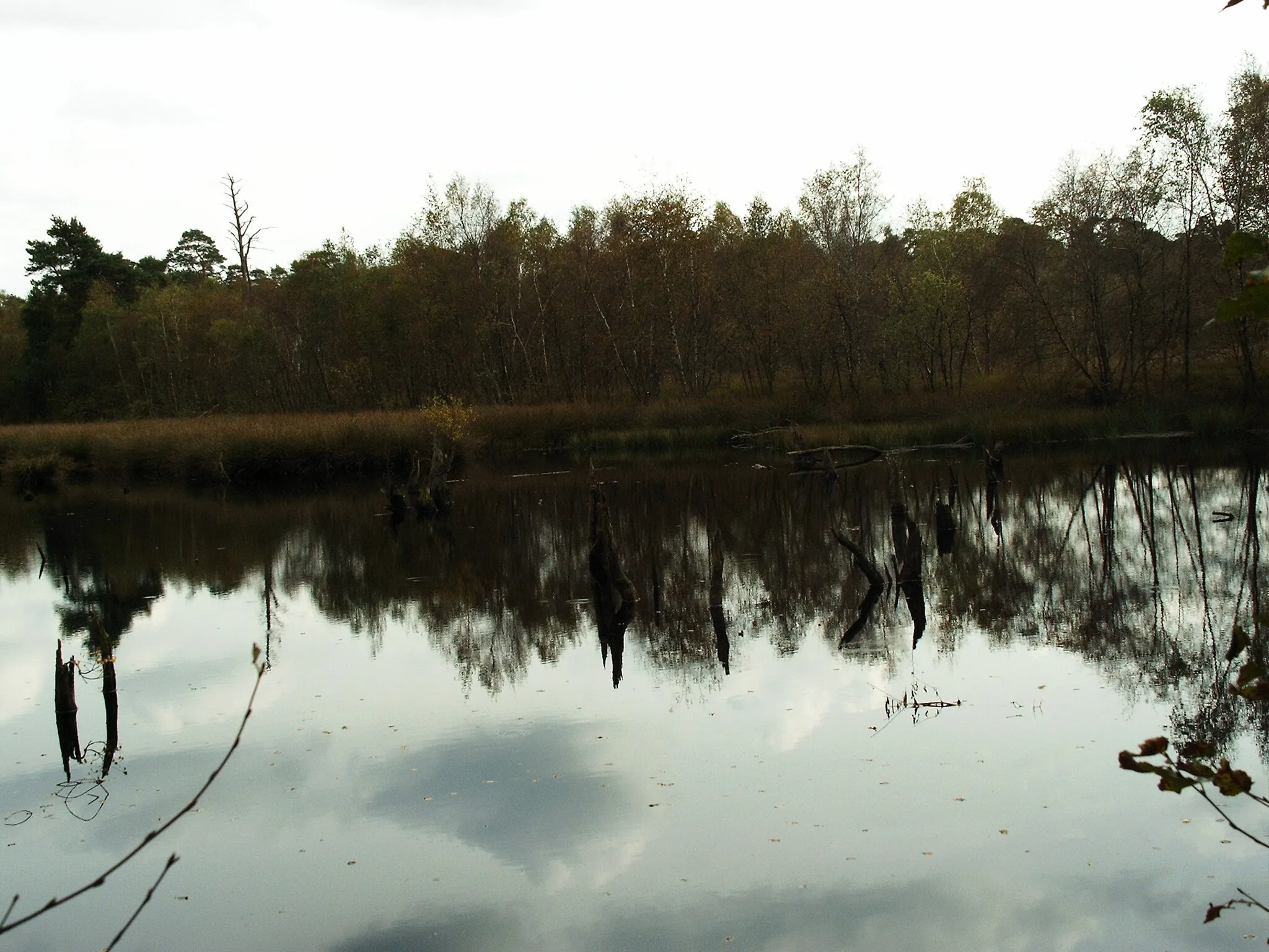 Photo showing: Das Venner Moor nahe Münster