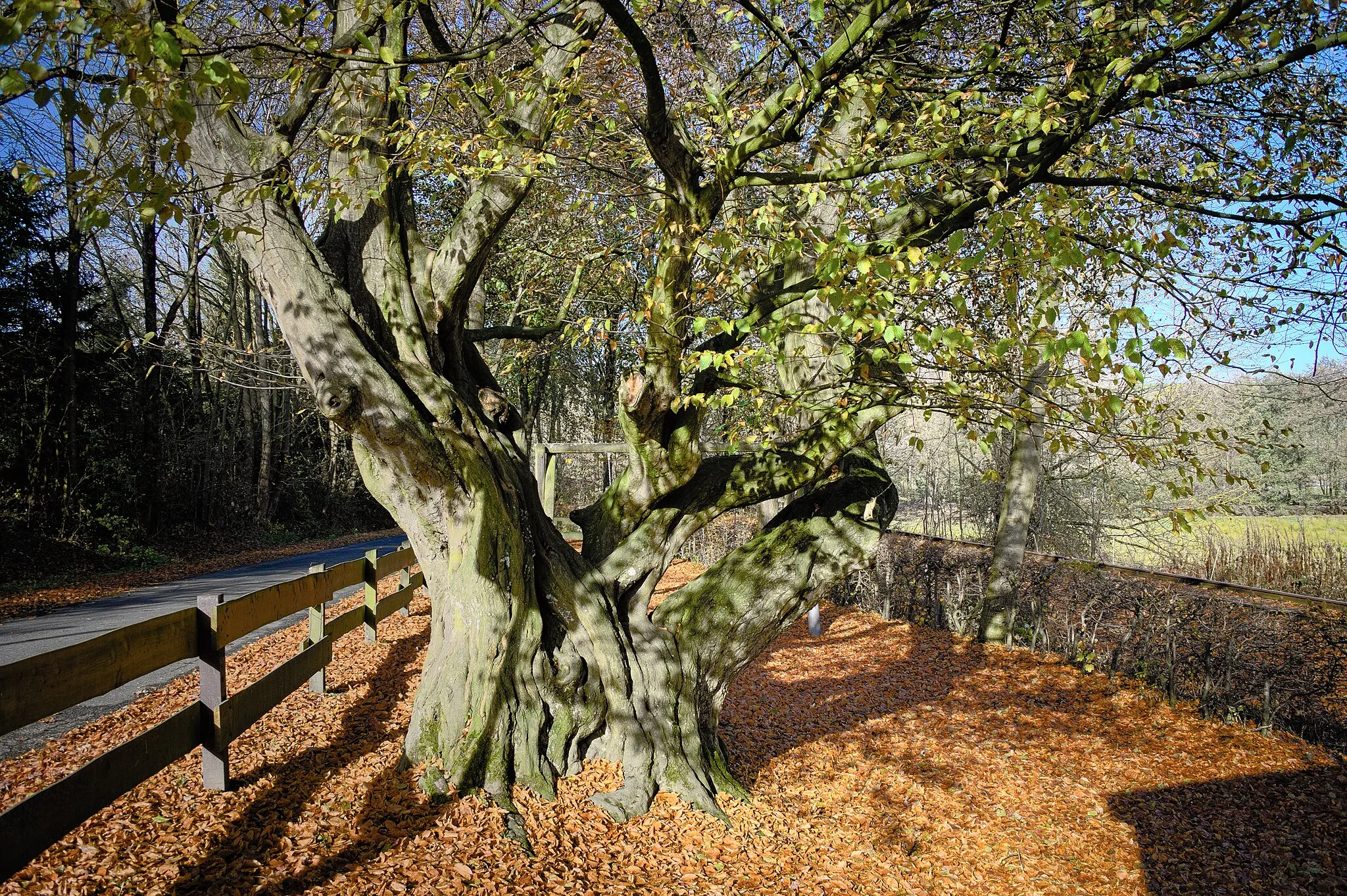 Photo showing: common hornbeam; natural monument in Siddinghausen (North Rhine-Westphalia, Germany)