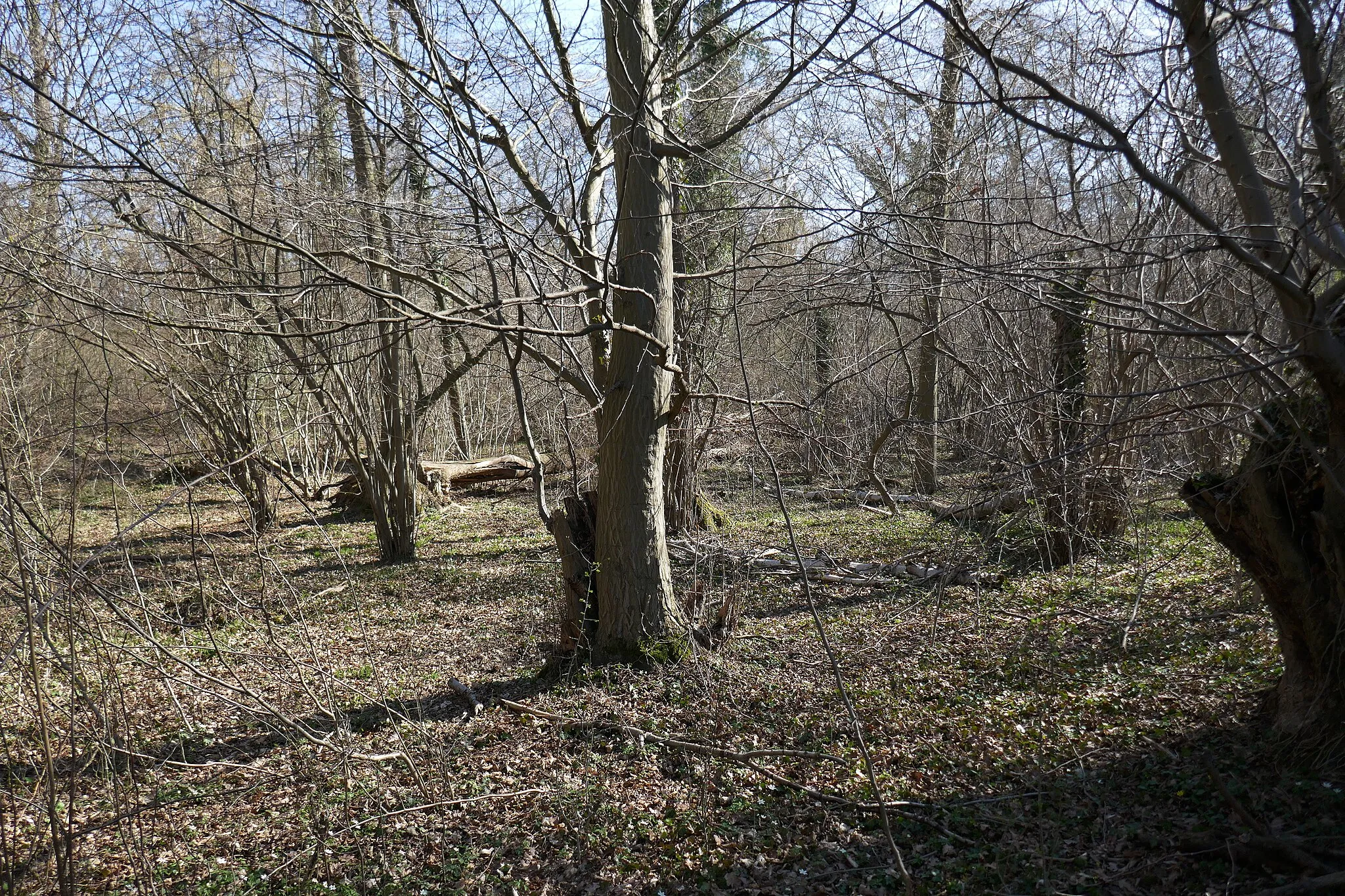 Photo showing: Naturschutzgebiet „Ochsenholz“ bei Geseke