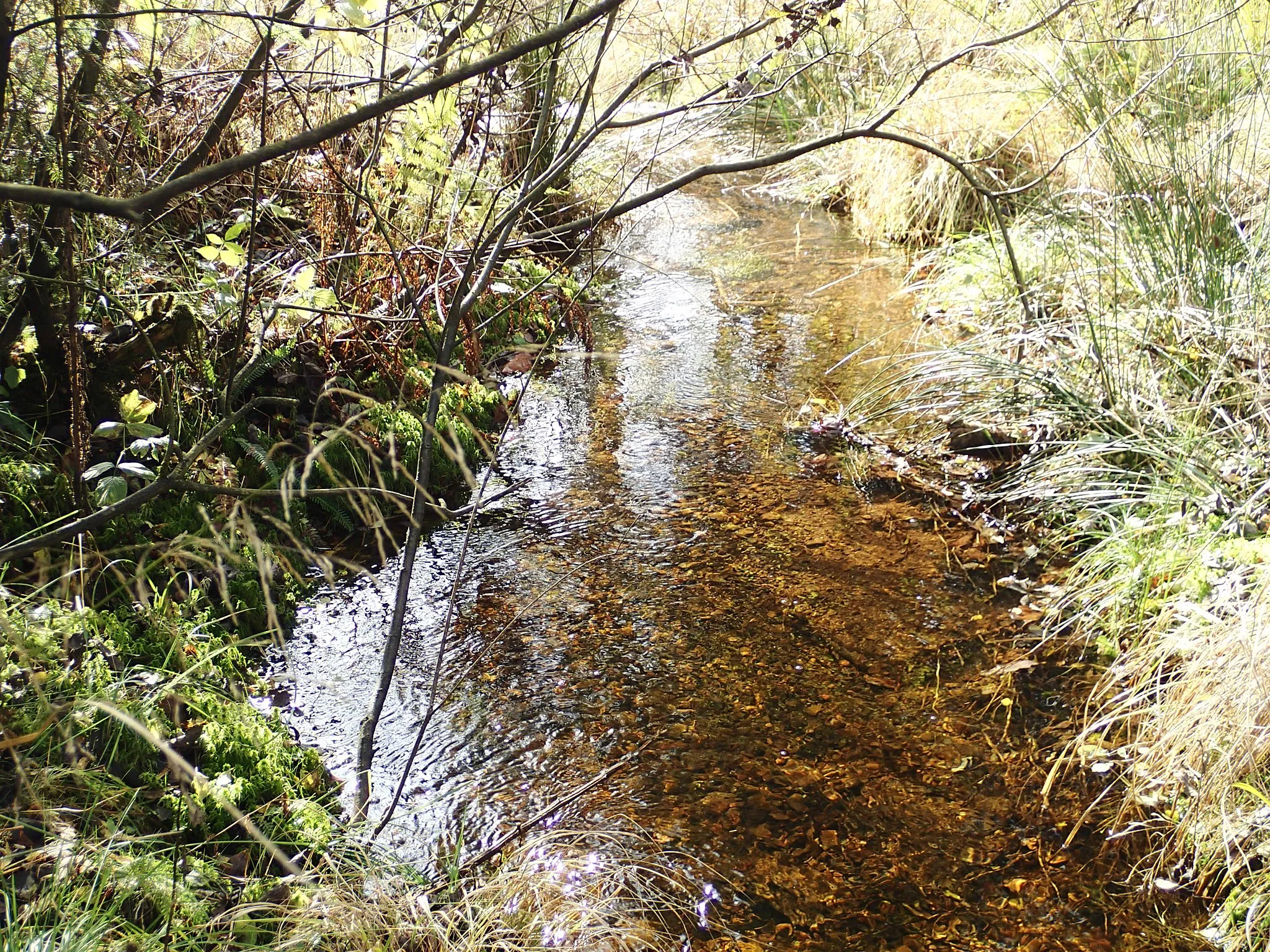 Photo showing: Lister (Fluss), unmittelbar unter dem Quellgebiet, hier im Naturschutzgebiet „Auf’m Ebbe“ (Teilgebiet Ebbemoore) in Meinerzhagen