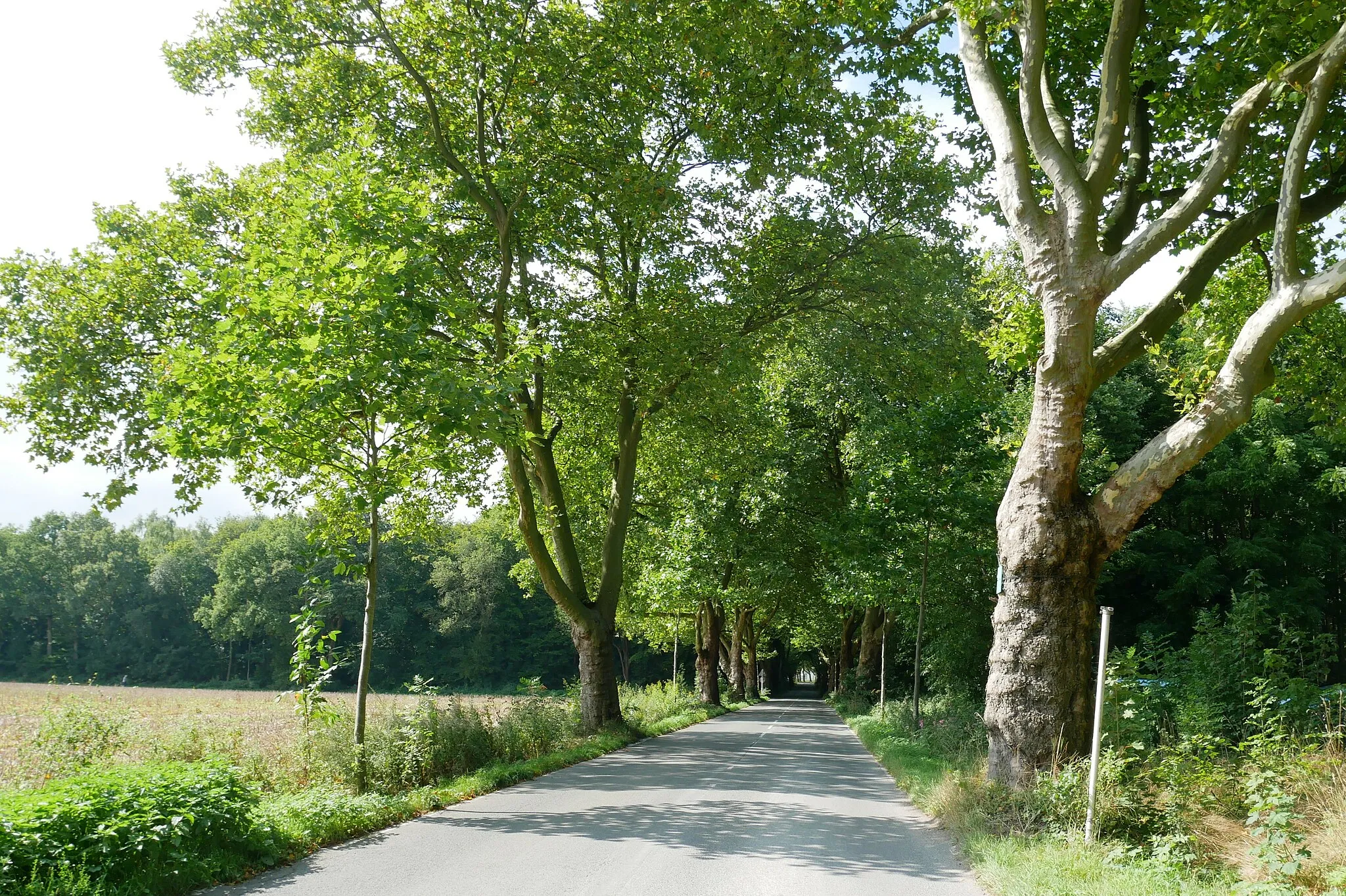 Photo showing: Geschützter Landschaftsbestandteil Dortmund LB-020. Platanenallee.