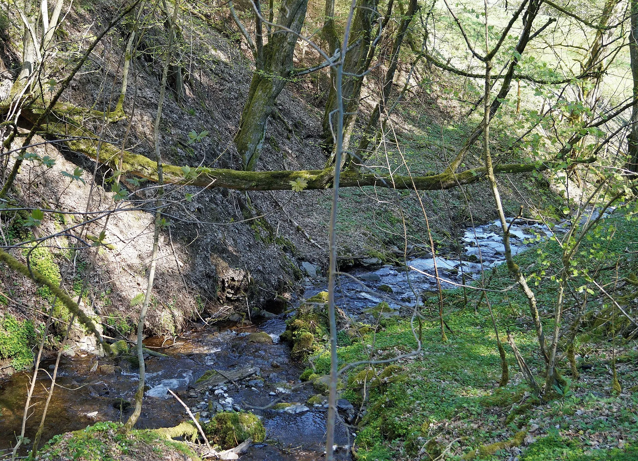 Photo showing: Kleine Barmicke im Naturschutzgebiet Waldreservat Schanze (NSG HSK-528, BK-4815-0022) bei Latrop (Schmallenberg), kurz vor der Mündung in die Latrop