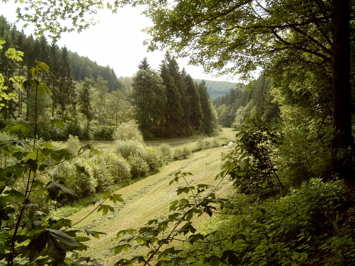 Photo showing: River "Henne" south of village "Oberhenneborn"