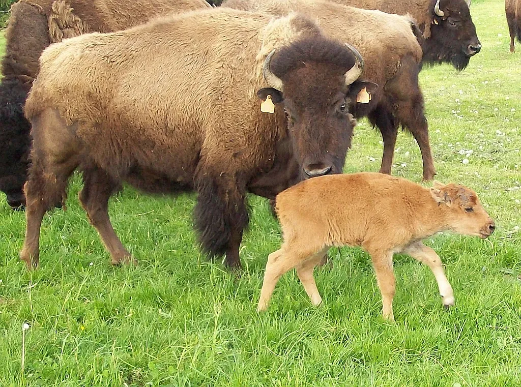 Photo showing: Bison (Bison bison) Kuh und Kalb in Schmallenberg-Werpe (Germany)