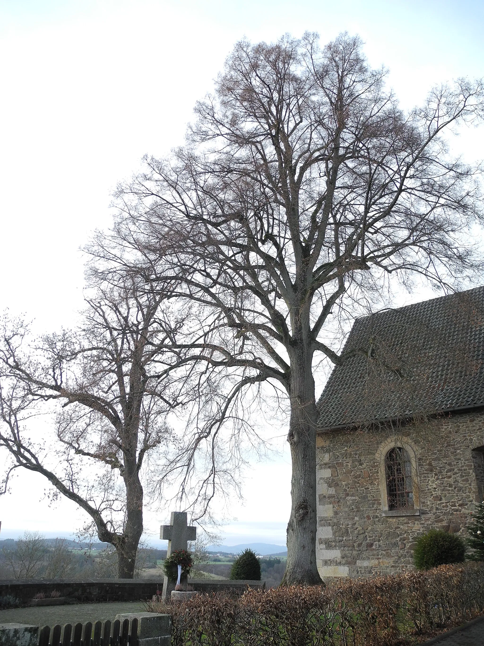 Photo showing: Naturdenkmal Esche (Fraxinus) und Linde (Tilia) an der Michaeliskirche in Fürstenberg, im Landkreis Waldeck-Frankenberg, Hessen, Deutschland.