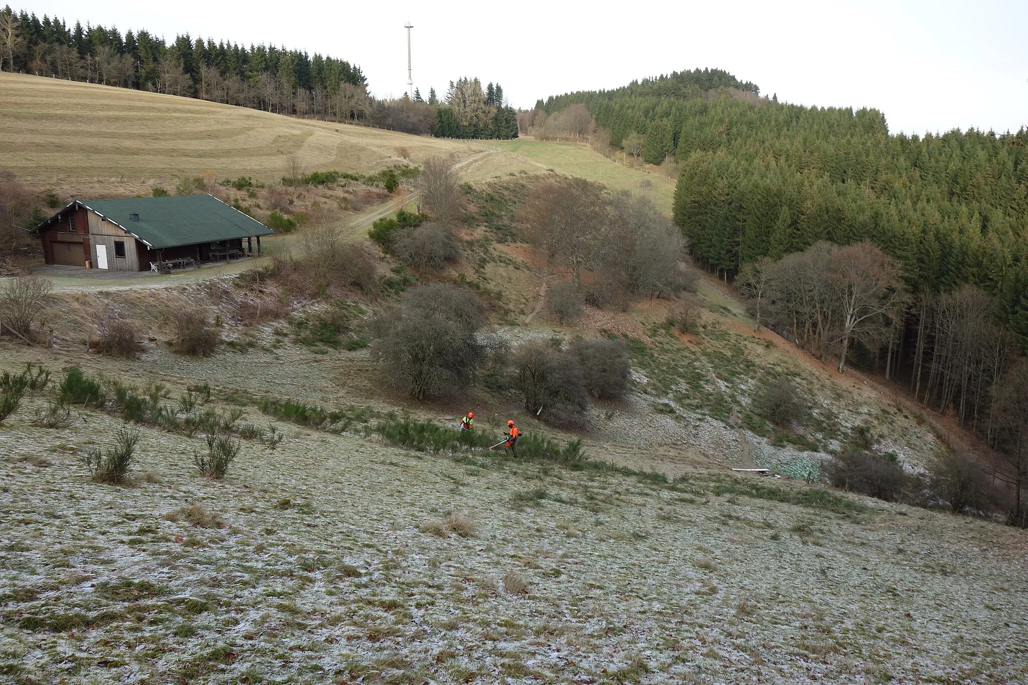 Photo showing: Naturschutzgebiet Molbecke von Süden, während zwei Mitarbeiter der Biologischen Station Hochsauerlandkreis mit dem Freischneider Ginster mähen.