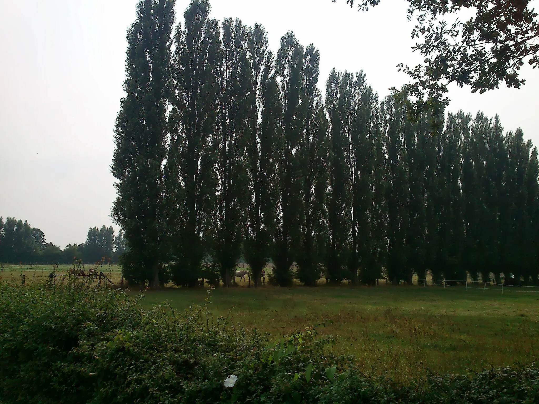 Photo showing: Pferdekoppeln und Säulenpappel-Reihe an der Hofstelle Holthauser Straße 268 in Dortmund-Holthausen; abgebildeter Bereich im Landschaftsschutzgebiet „Schwieringhausen, Holthausen, Kemminghausen“