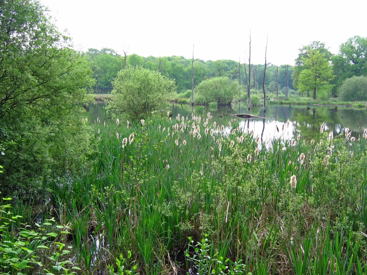 Photo showing: Versumpfte Landschaft, Nähe Schloss Herten