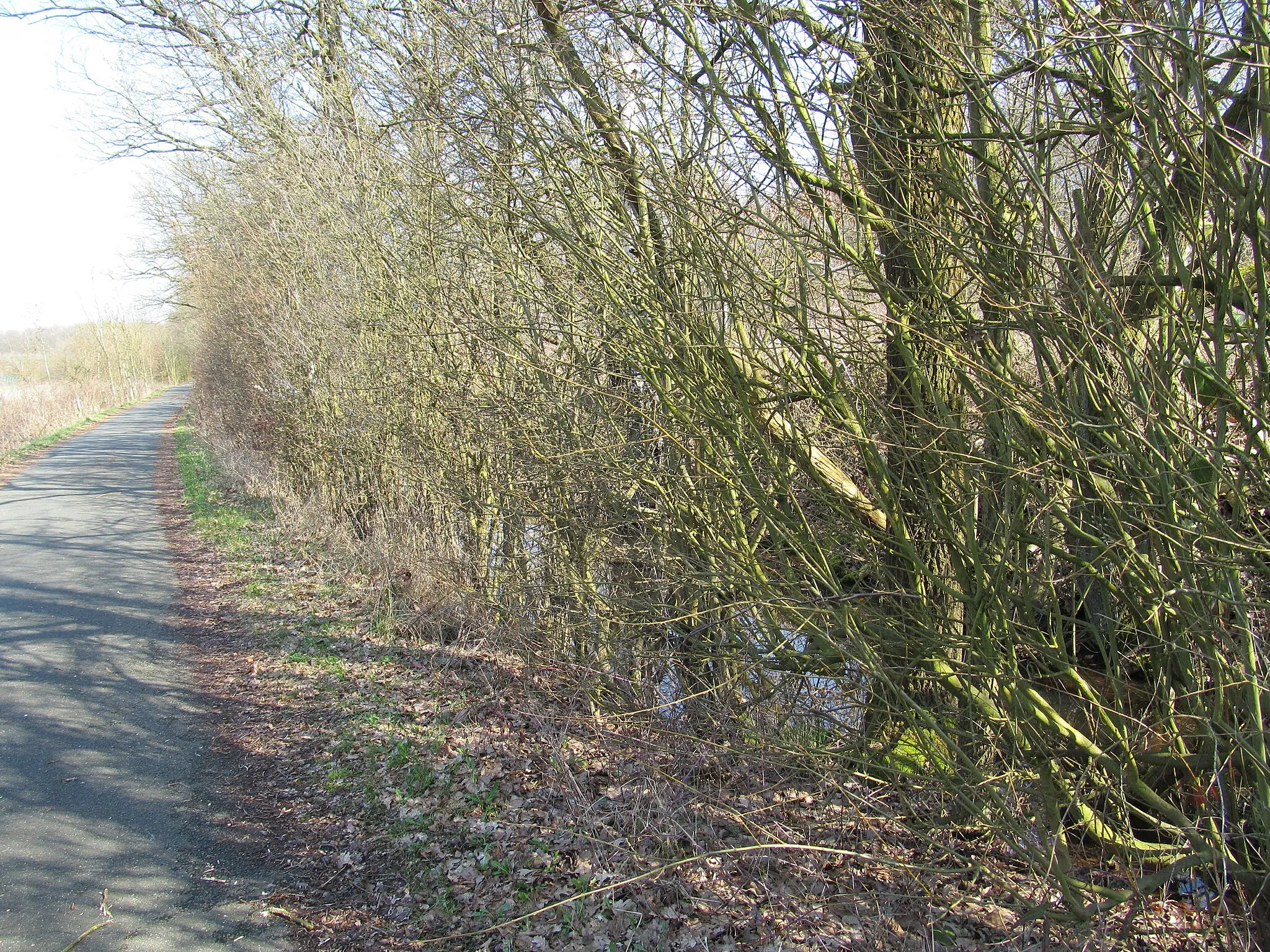 Photo showing: Wassergraben neben der Straße Deutzholz in Hamm, hierbei handelt es sich aber um Stauwasser, das wegen dem verdichteten Boden nicht ablaufen kann