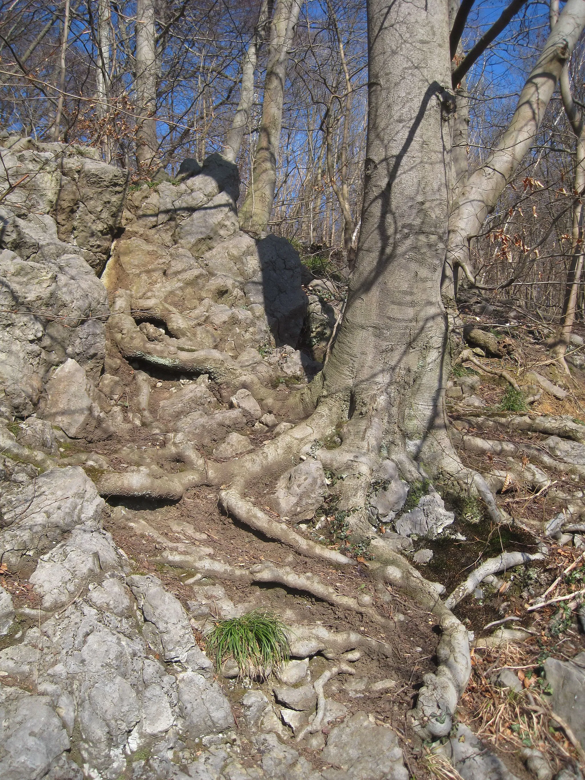 Photo showing: Naturschutzgebiet Sonderhorst in Iserlohn.