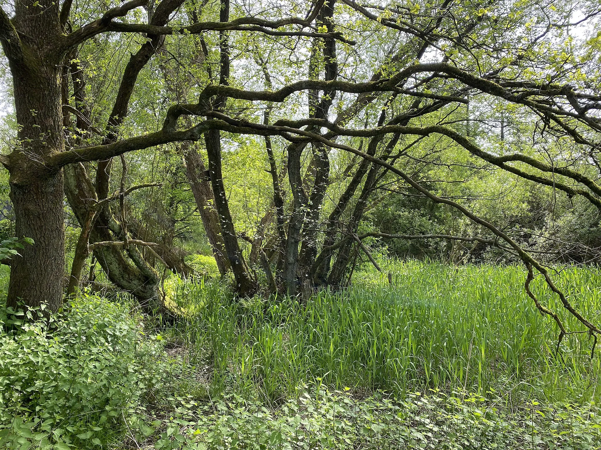 Photo showing: Quellgebiet der Dörpe in Stoote