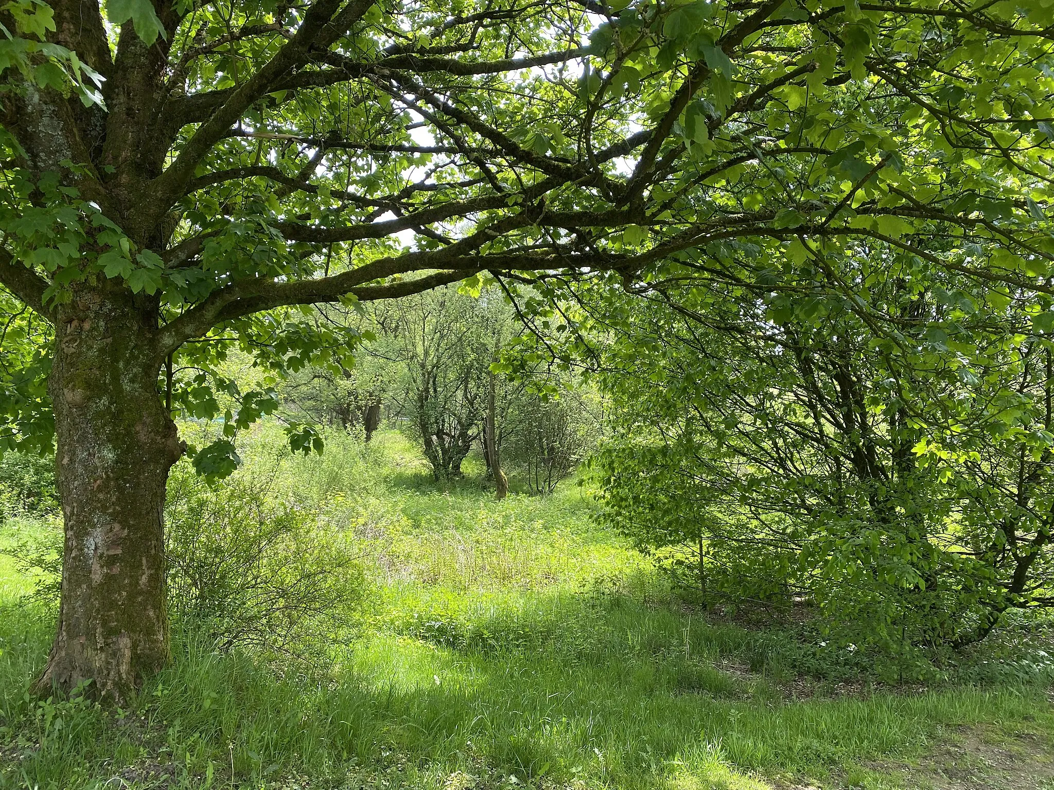 Photo showing: Ehem. Teich bei Niederdorp