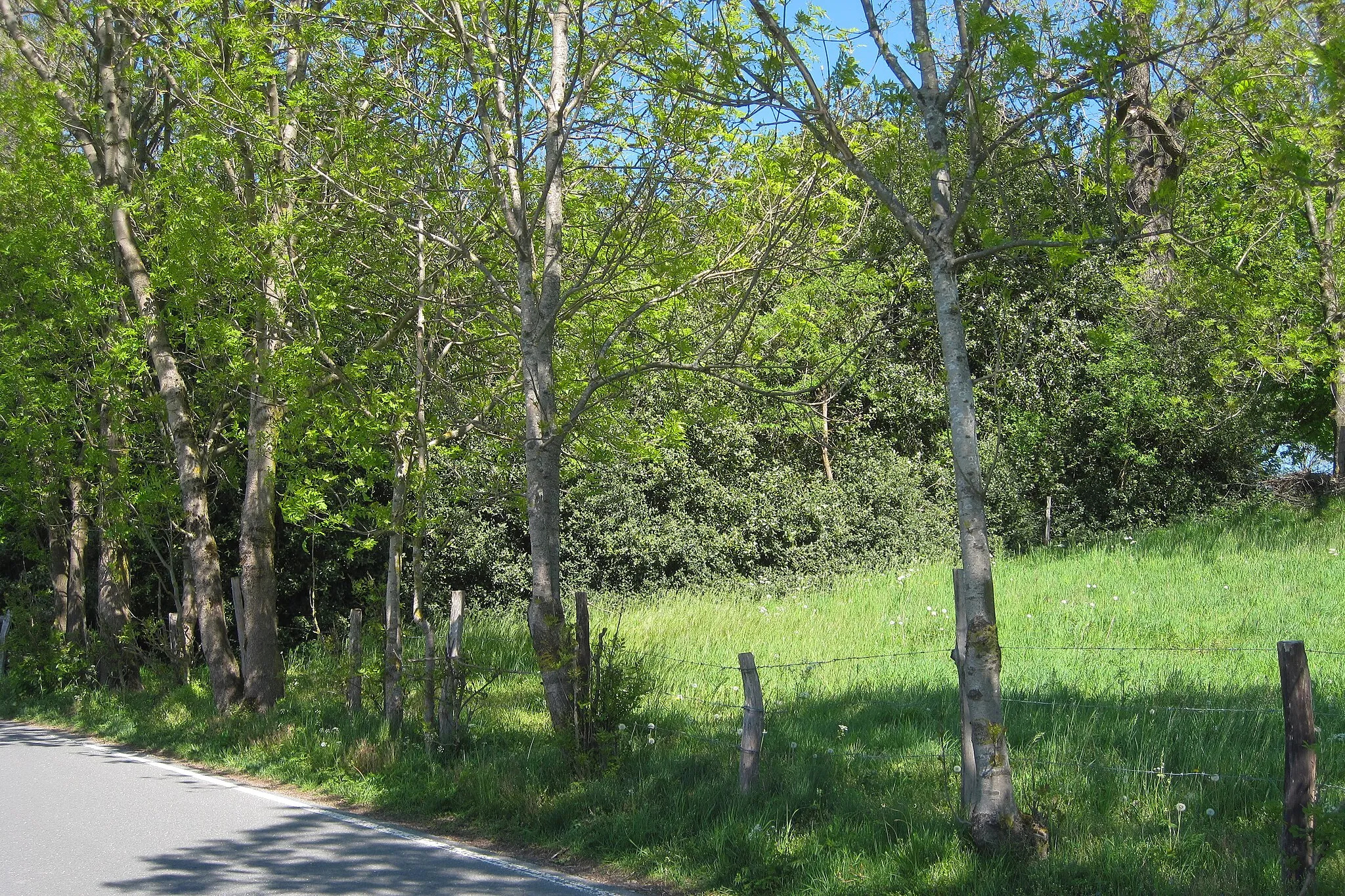 Photo showing: Naturdenkmal Hülsenbusch (ND 286/ 14) in Nachrodt-Wiblingwerde, westlich der Gebäude Alte Heide 1 und Alte Heide 3. Der sogenannte Hülsenbusch ist eine Europäische Stechpalme (Ilex aquifolium).