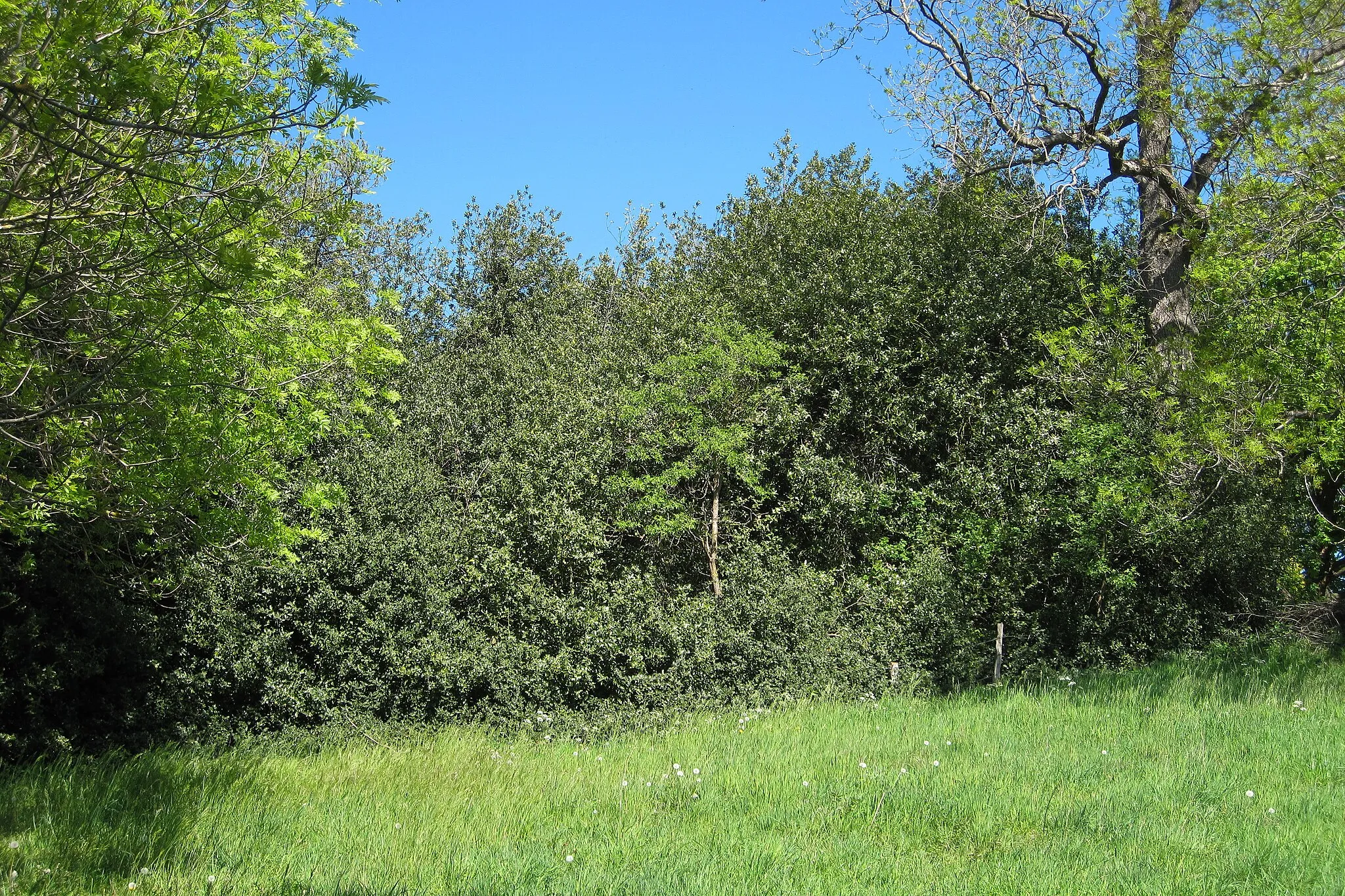 Photo showing: Naturdenkmal Hülsenbusch (ND 286/ 14) in Nachrodt-Wiblingwerde, westlich der Gebäude Alte Heide 1 und Alte Heide 3. Der sogenannte Hülsenbusch ist eine Europäische Stechpalme (Ilex aquifolium).