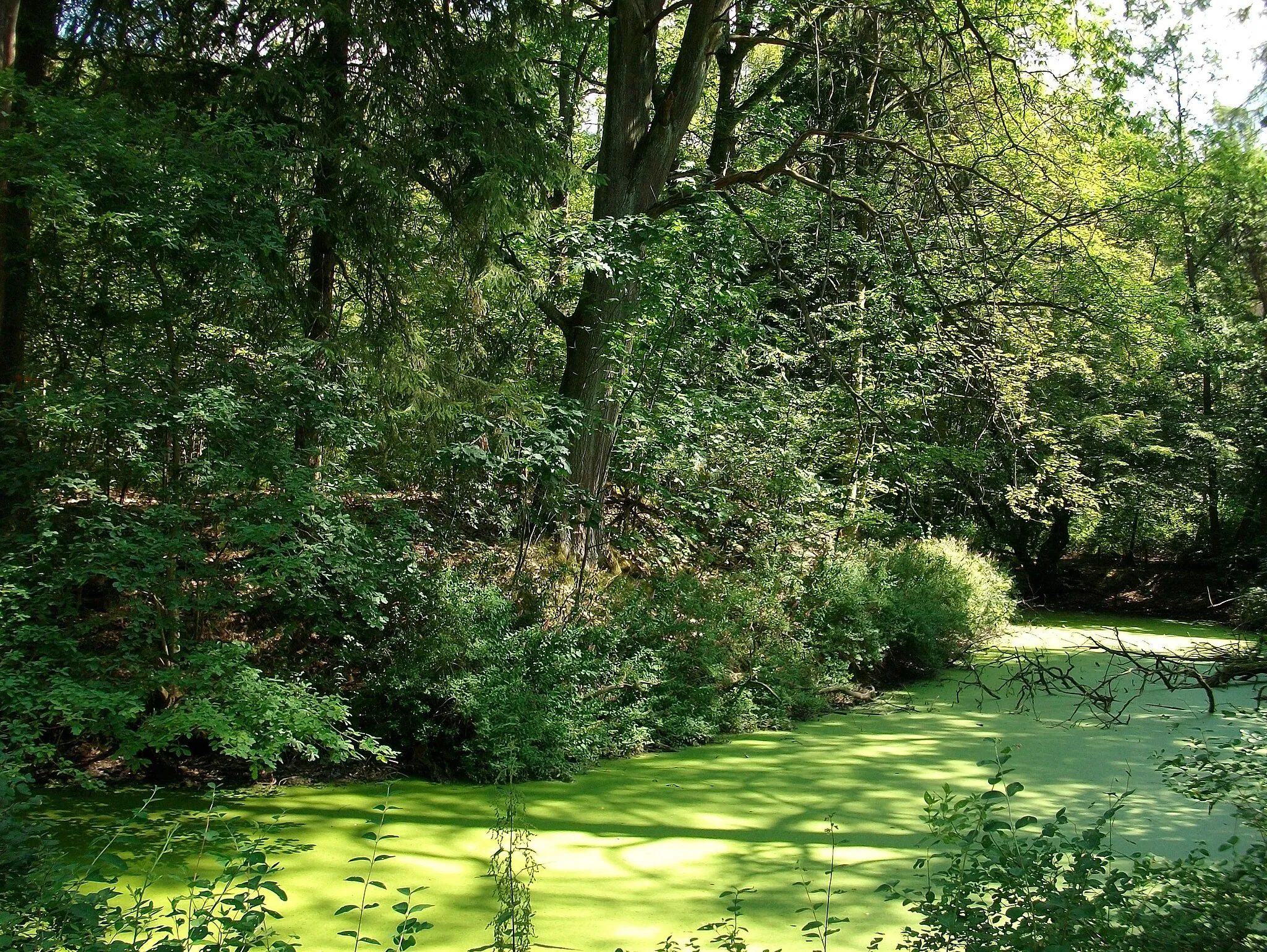 Photo showing: Ehemalige Wasserburg Wildshausen, Mottenhügel und Wassergraben, Arnsberg (Germany)