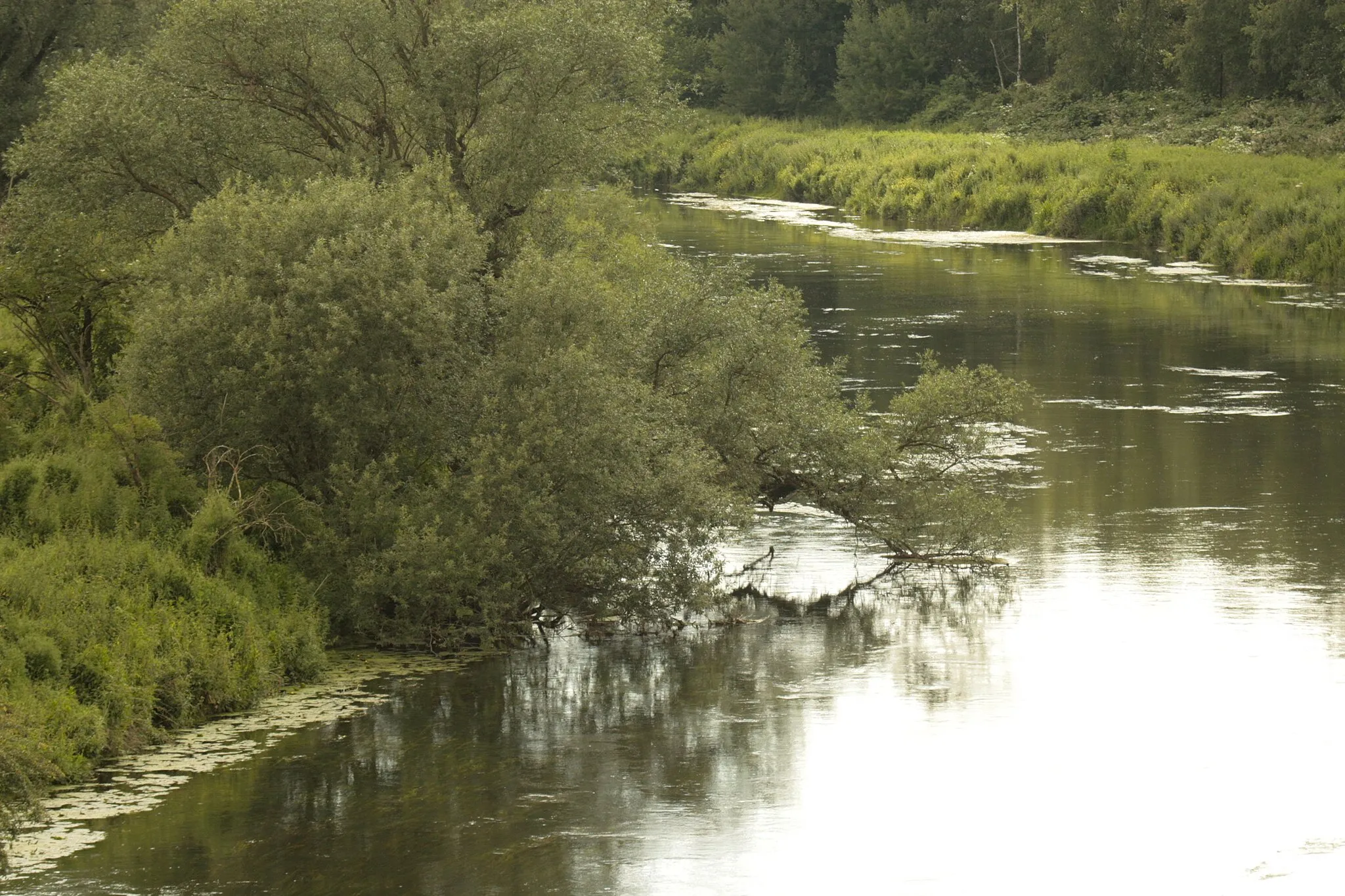 Photo showing: Uferzone der Lippe, Naturschutzgebiet Lippeaue, Lünen / Höhe Brücke Zwolle Allee / Im Mersche; Gebietskennung UN-054