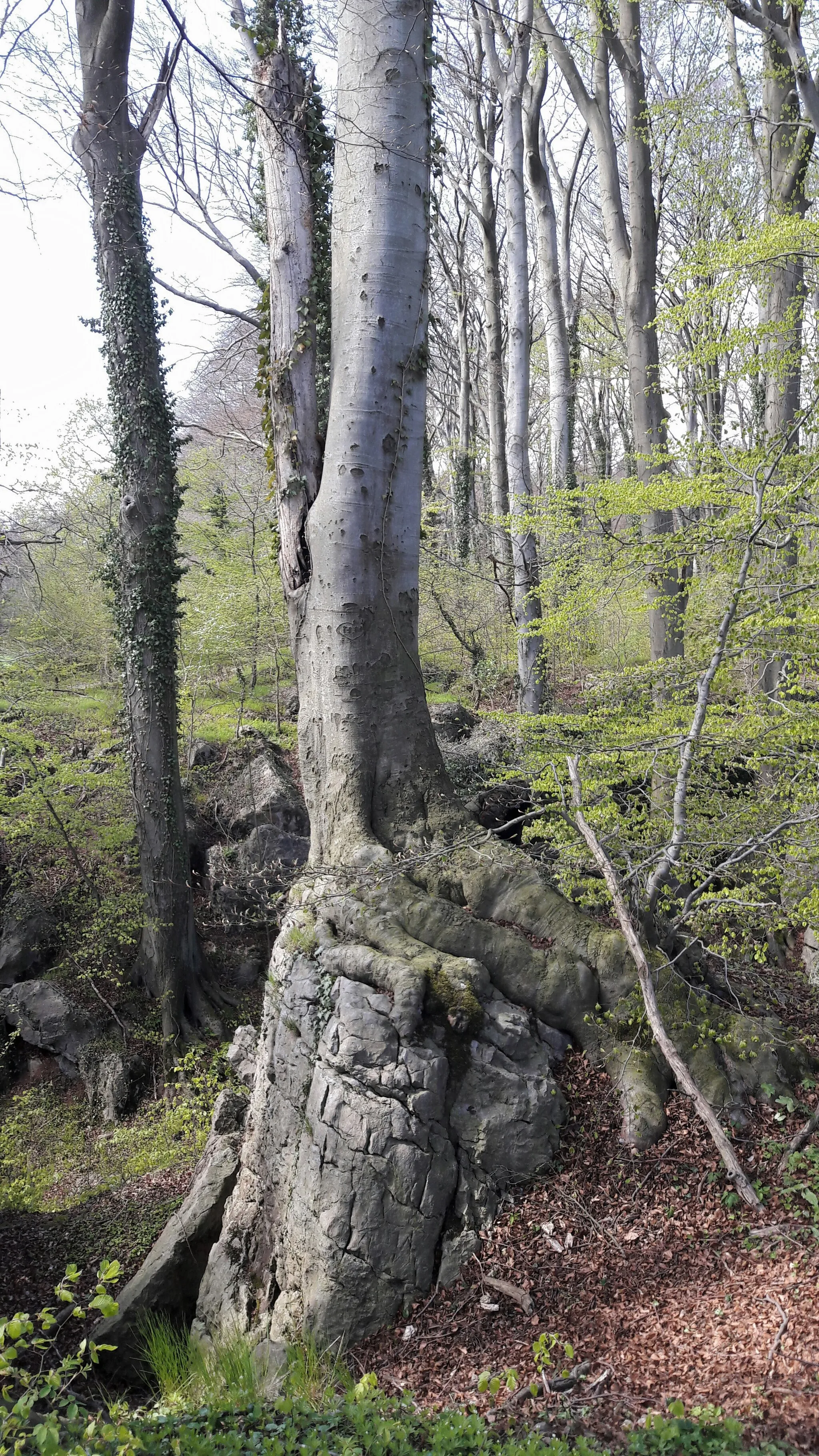 Photo showing: Das Felsenmeer im sauerländischen Hemer ist ein seit 1962 als 35 ha großes Naturschutzgebiet (NSG) von der Bezirksregierung Arnsberg per Verordnung ausgewiesenes Gebiet, dessen zerklüfteter Untergrund erdgeschichtlich aus dem Tertiär stammt. 
Das Gebiet des Felsenmeeres ist etwa 600 Meter lang, 200 Meter breit und liegt 45 Meter über der Talsohle. Es wird in drei Gebiete eingeteilt, das Große Felsenmeer im Nordwesten, das Kleine Felsenmeer im Süden und das Paradies im Südosten.