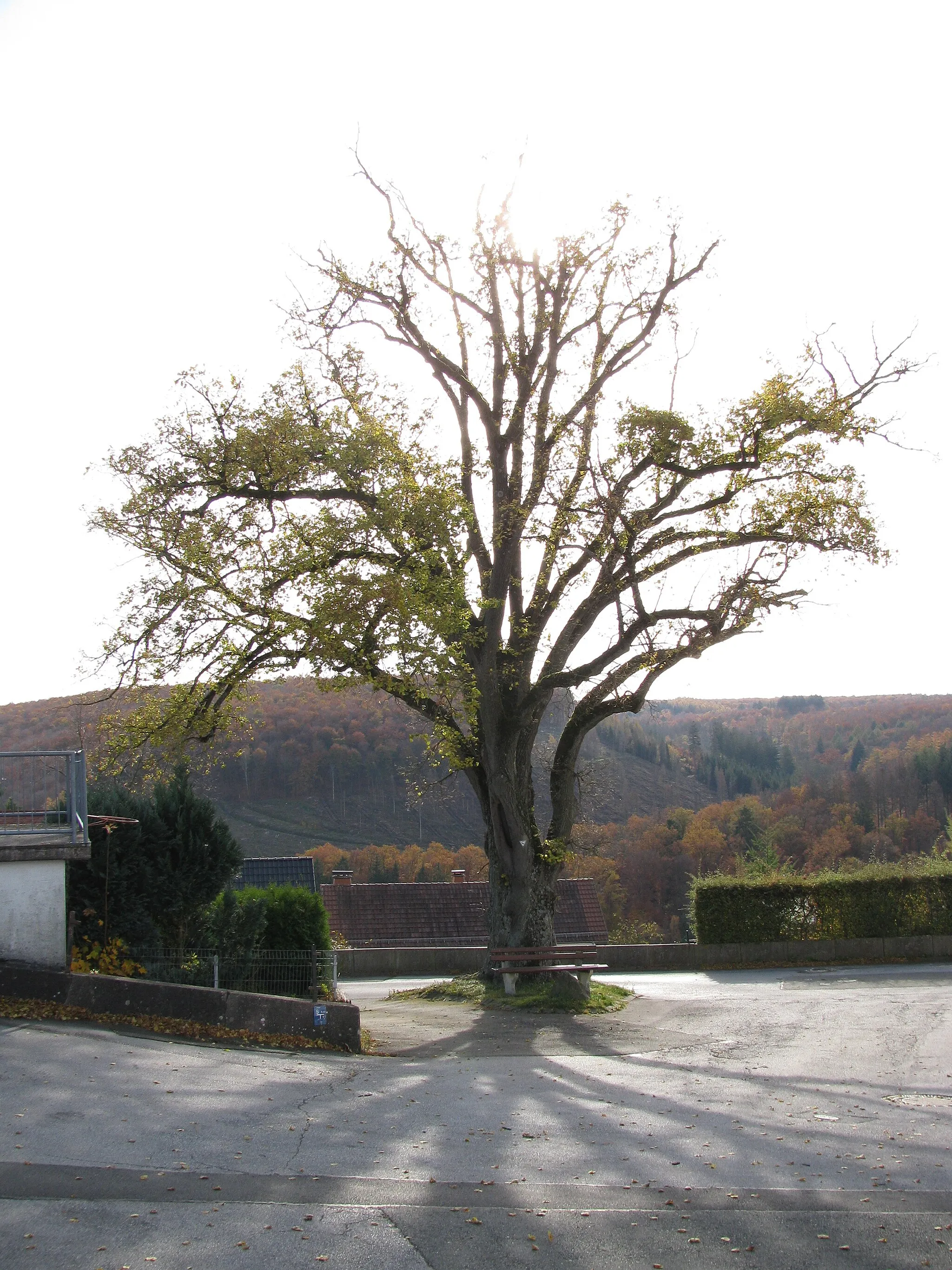 Photo showing: die als Naturdenkmal geschützte Linde auf einer der Kreuzungen der Nepomukstraße in Harth, hier von Norden