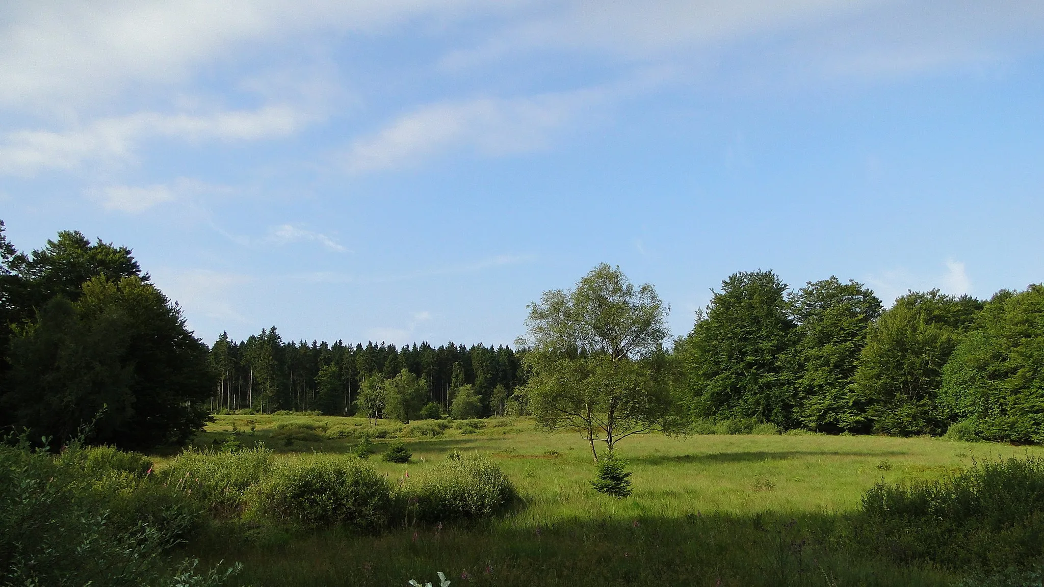 Photo showing: Moorbereich „Rauhes Bruch“ (ein ehemals separates, 1953 ausgewiesenes Naturschutzgebiet), Teil des Naturschutzgebiets „Hunau–Langer Rücken–Heidberg“ (NSG HSK-015) an der Hunau in Schmallenberg. Das Moor ist über 8000 Jahre alt und liegt auf ca. 770 m ü. NN.