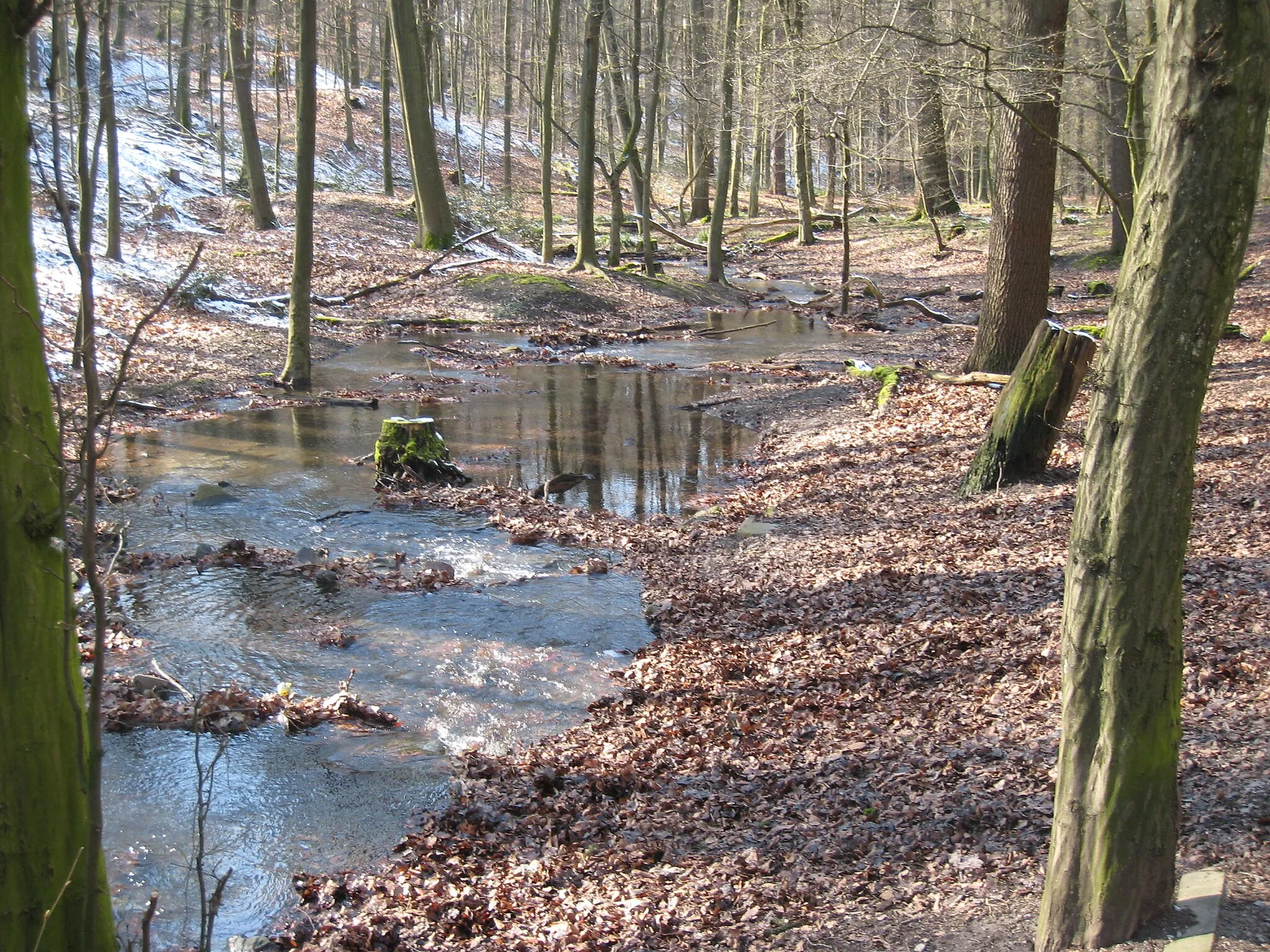 Photo showing: Olpkebach im Stadtwald Bittermark